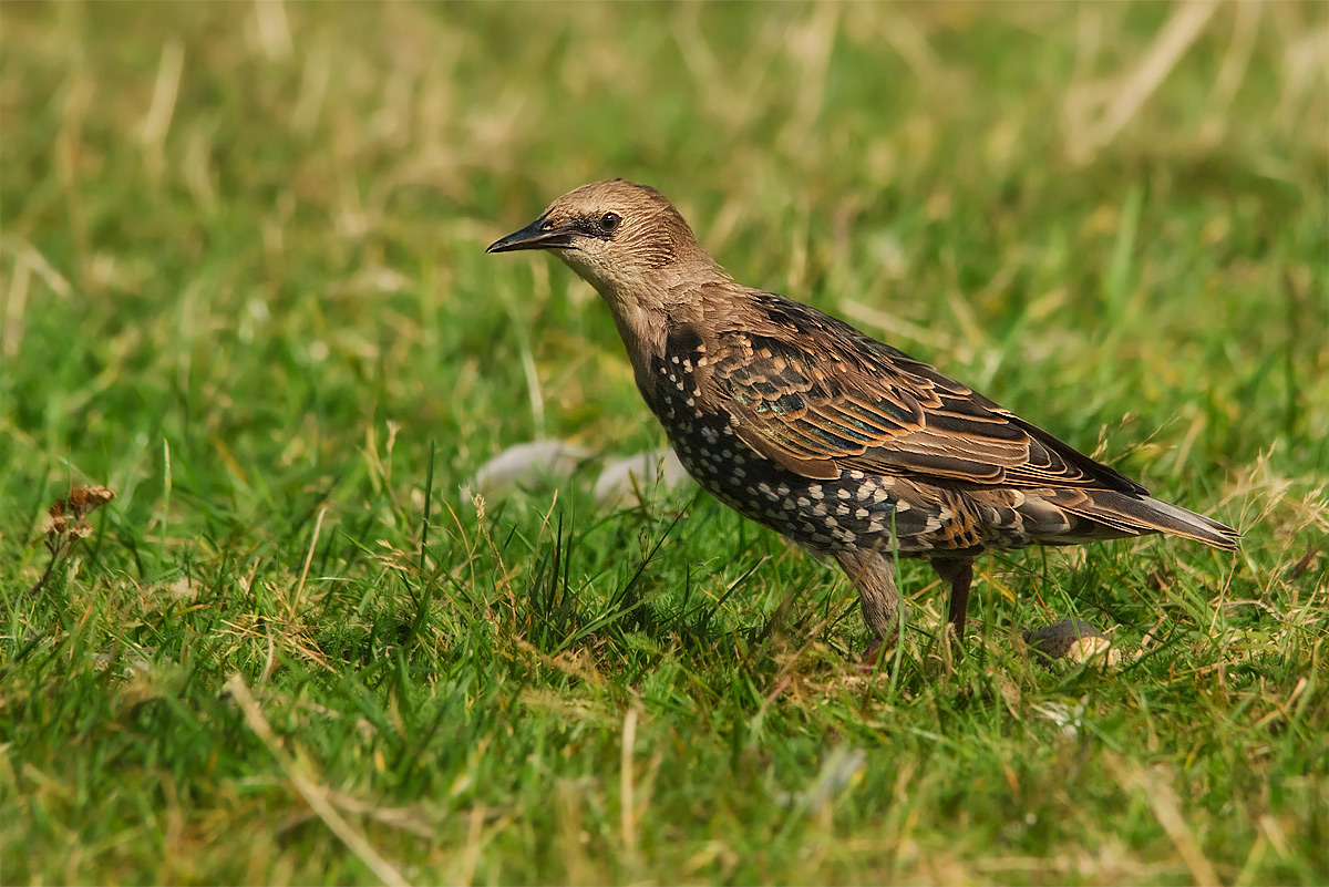 Storno inglese, I suppose