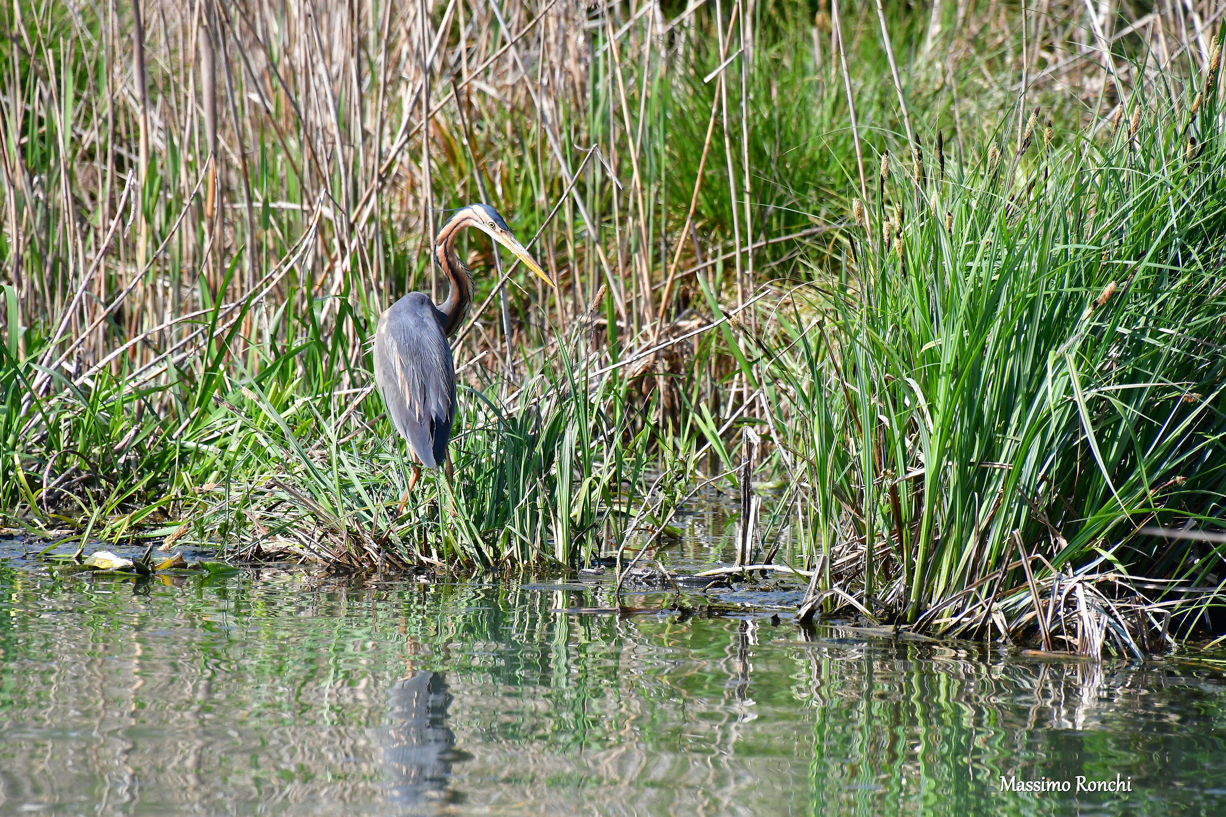 Purple Heron
