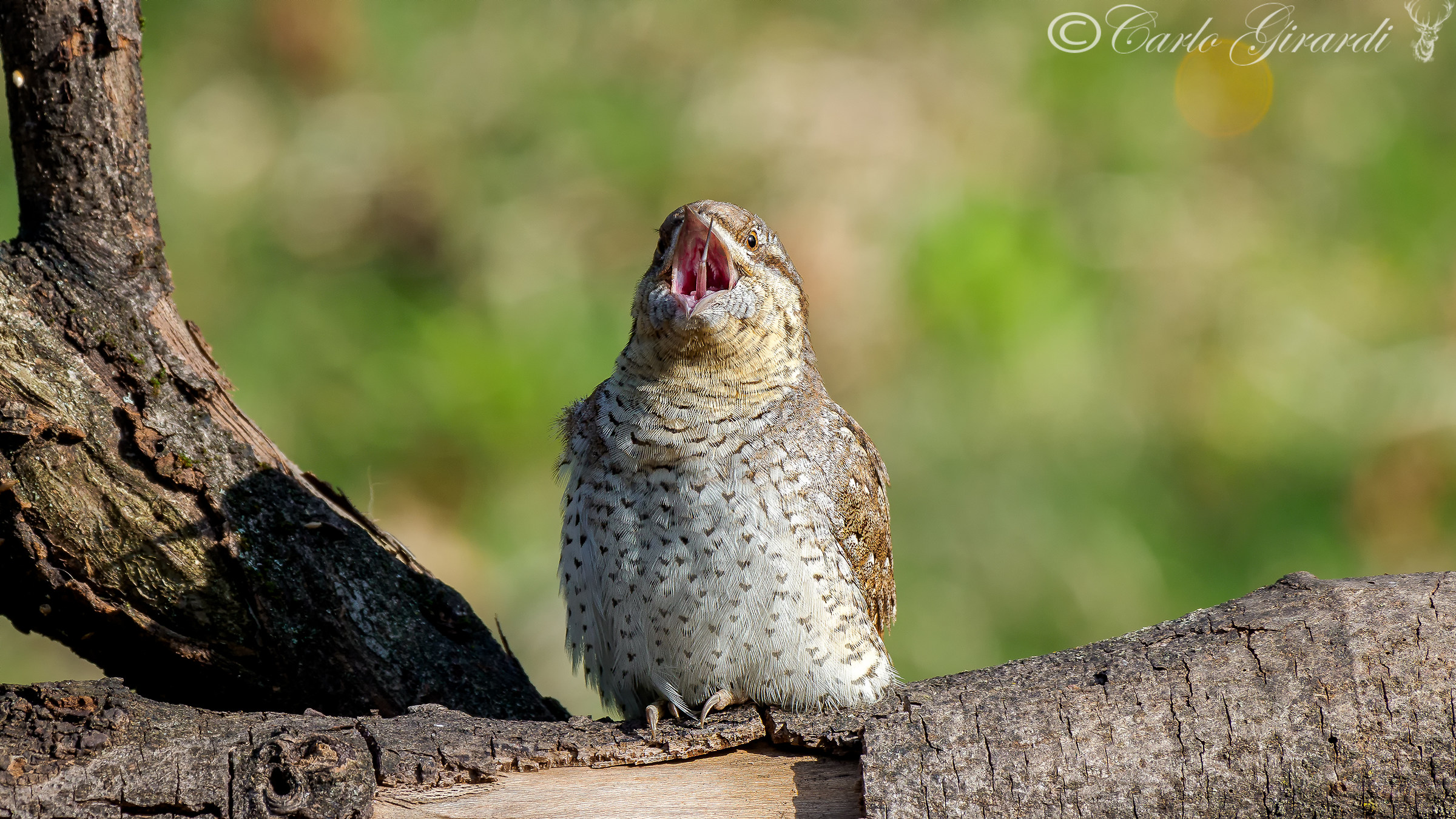 Torcicollo piccola controllatina alle corde vocali
