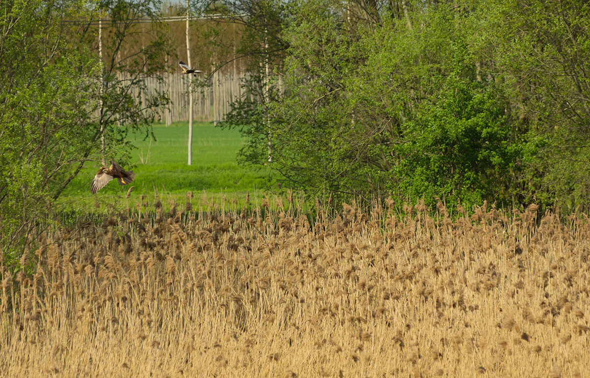 Western Marsh Harrier