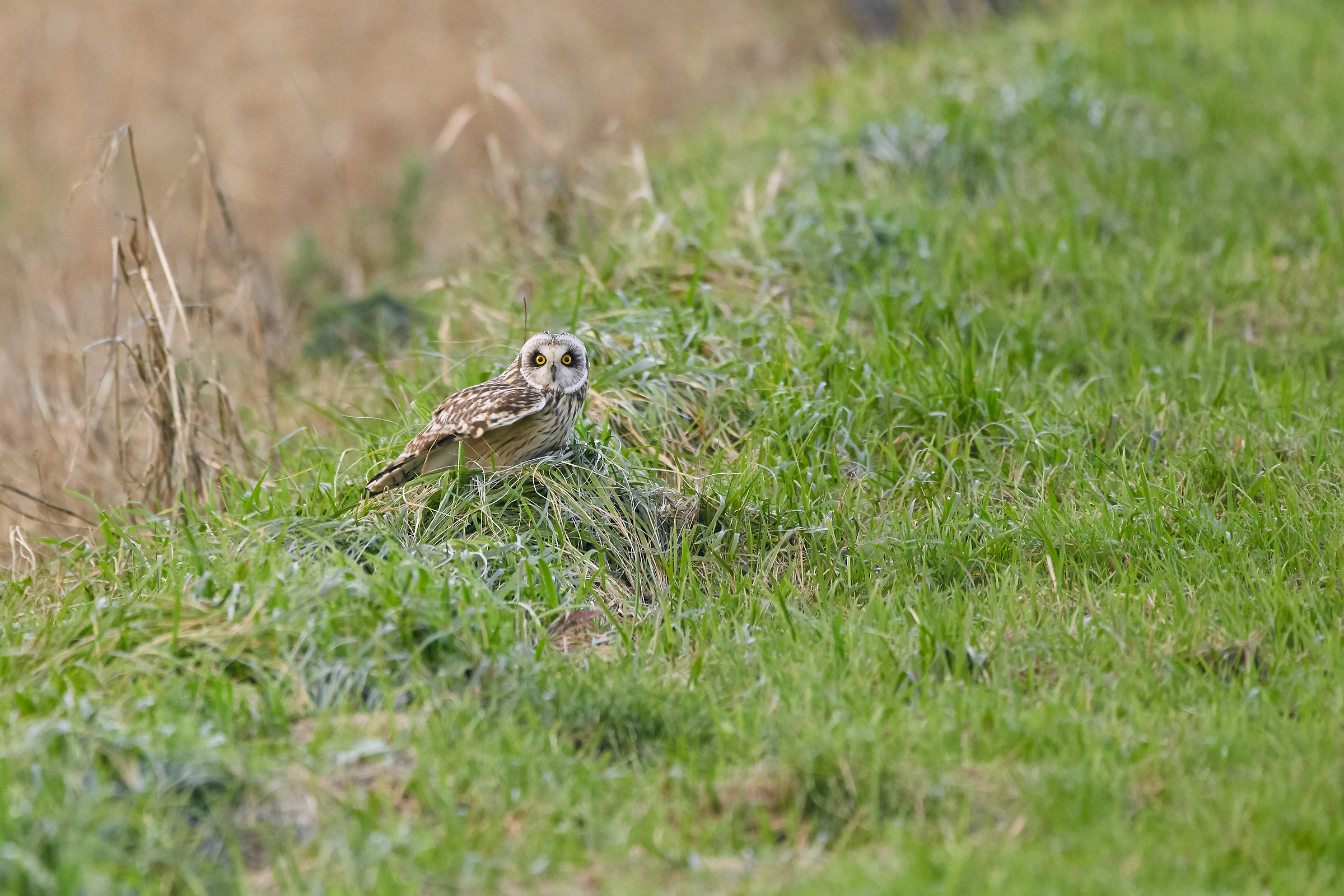 Short-eared OWL