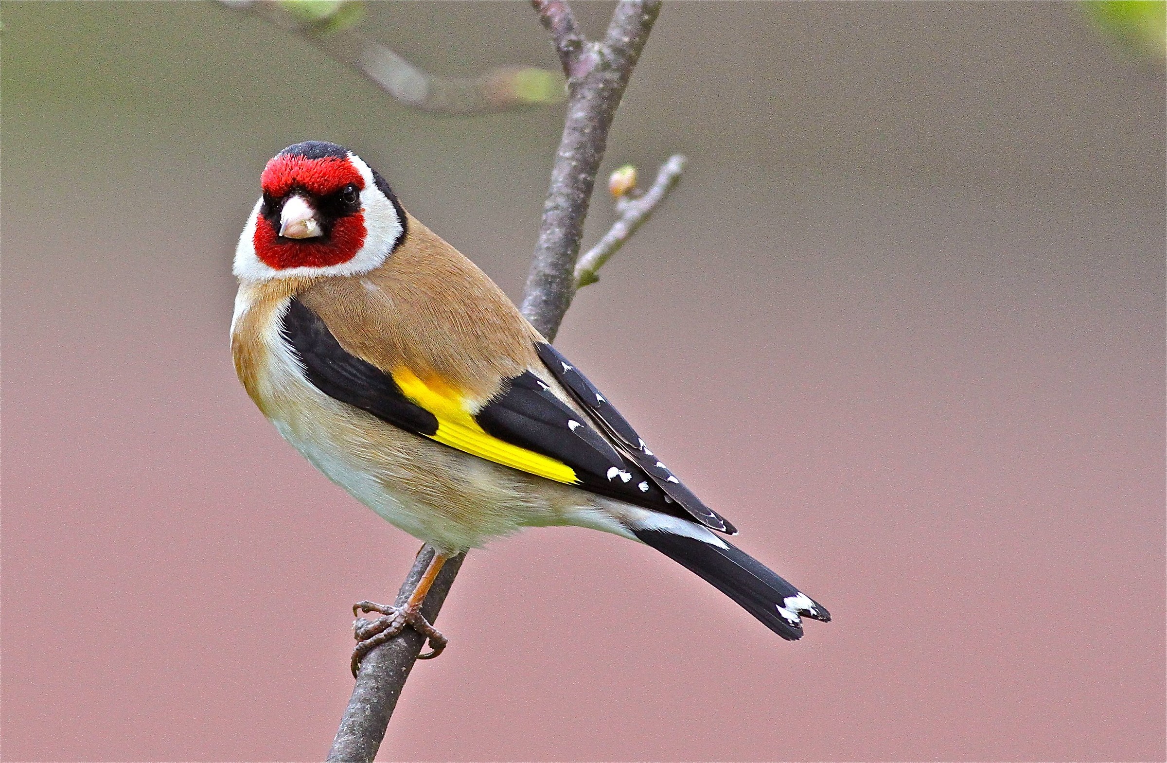 Goldfinch