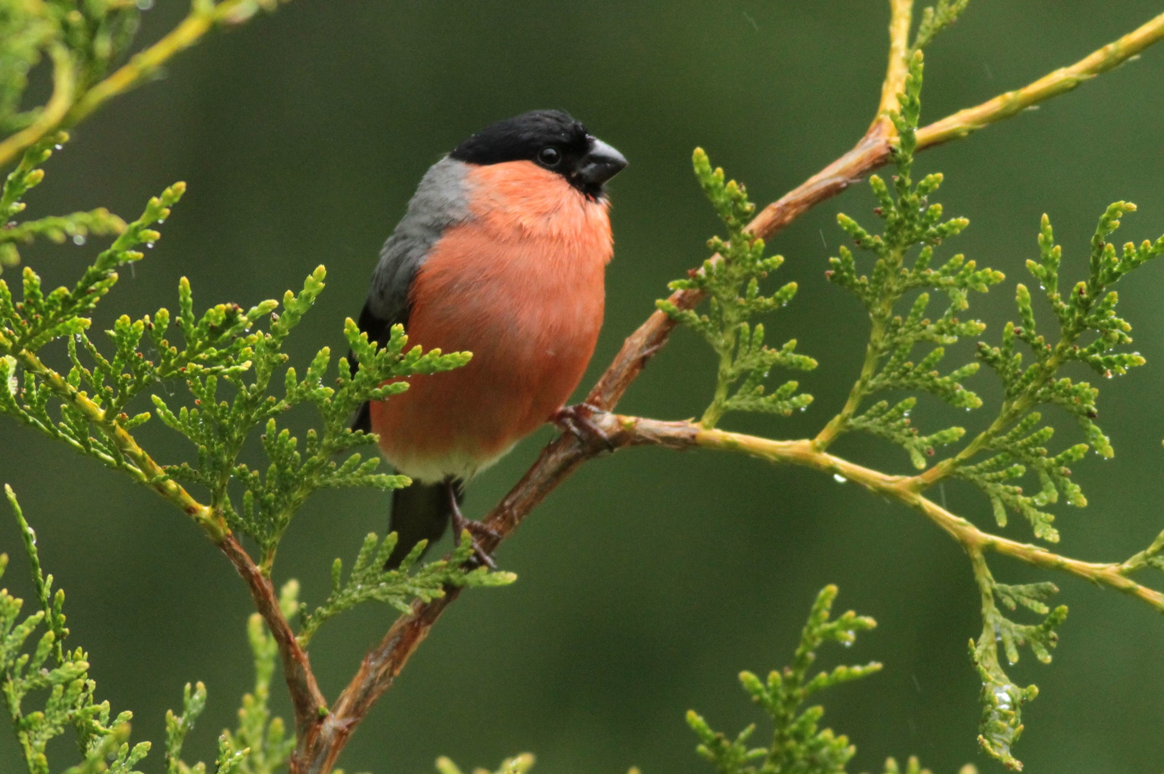 Bullfinch