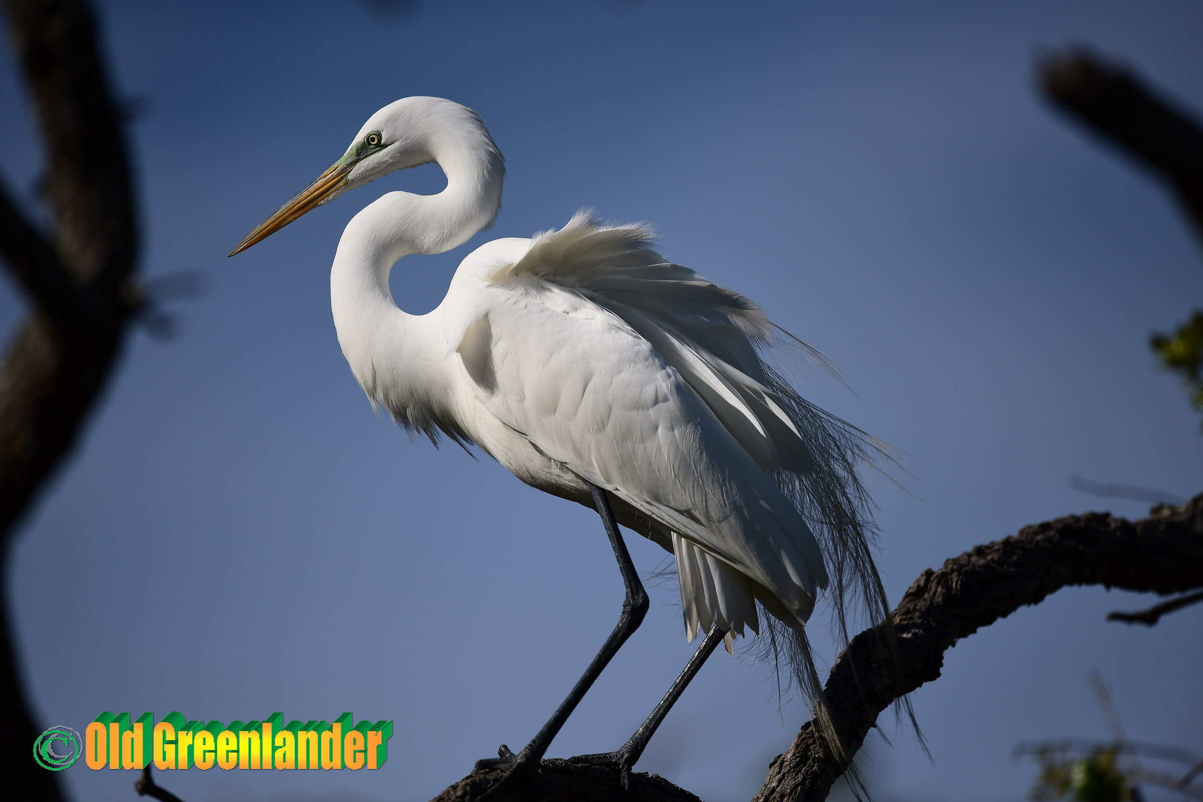 Bokeh con airone bianco