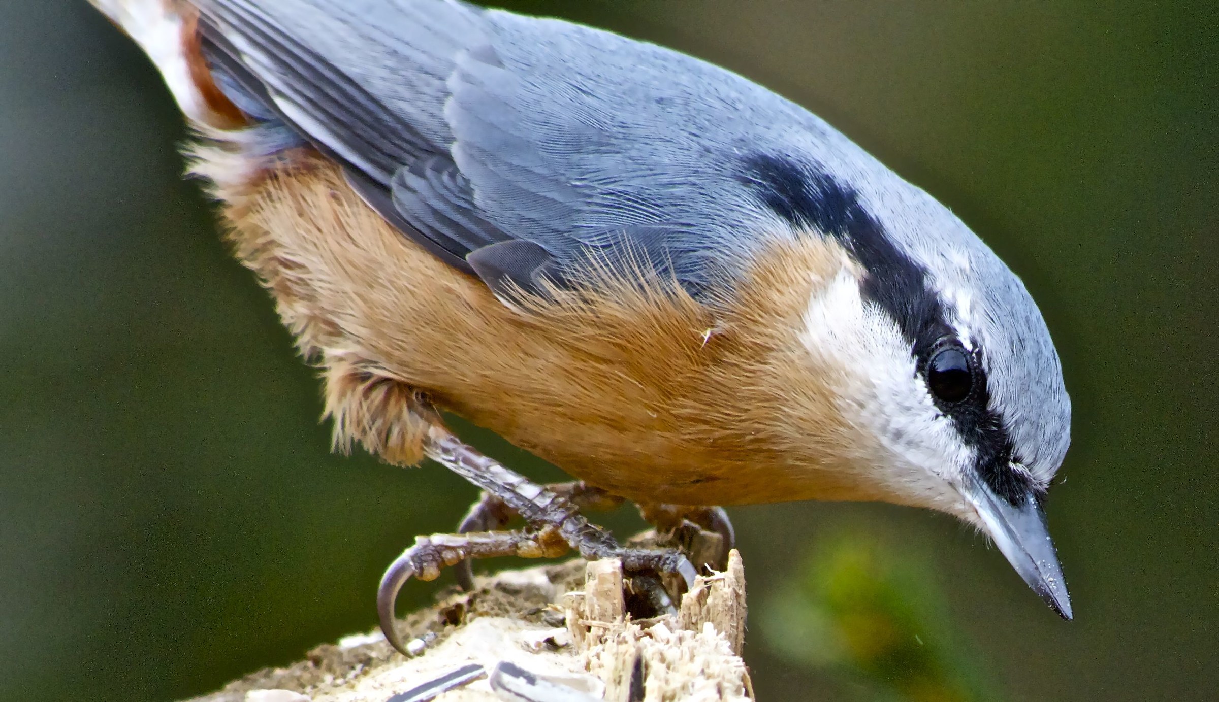 Nuthatch
