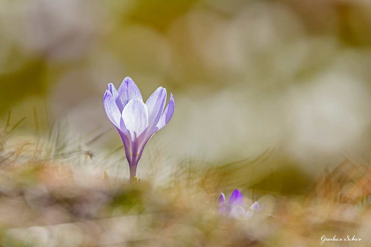 E primavera sia ,croco