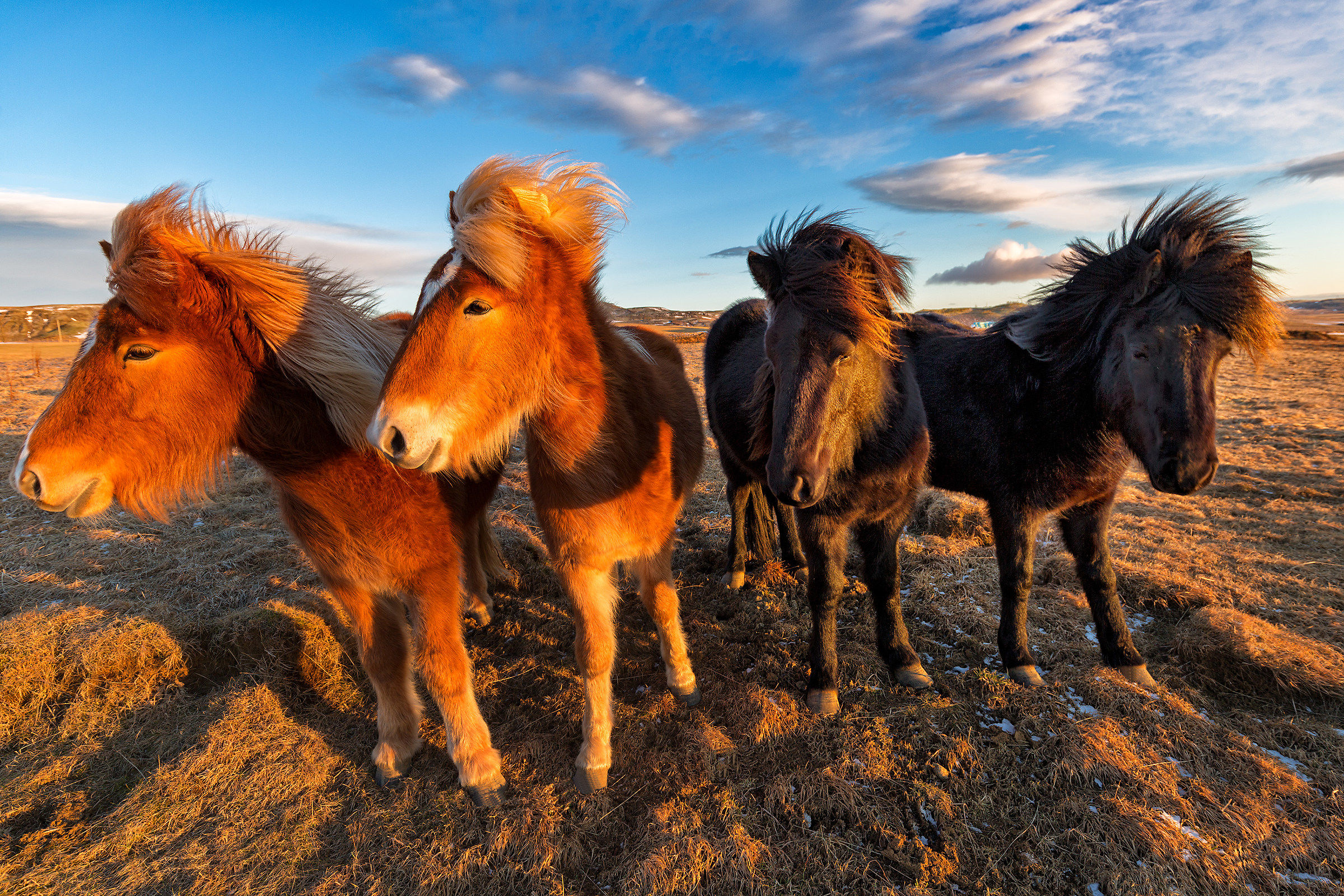 Icelandic Horses