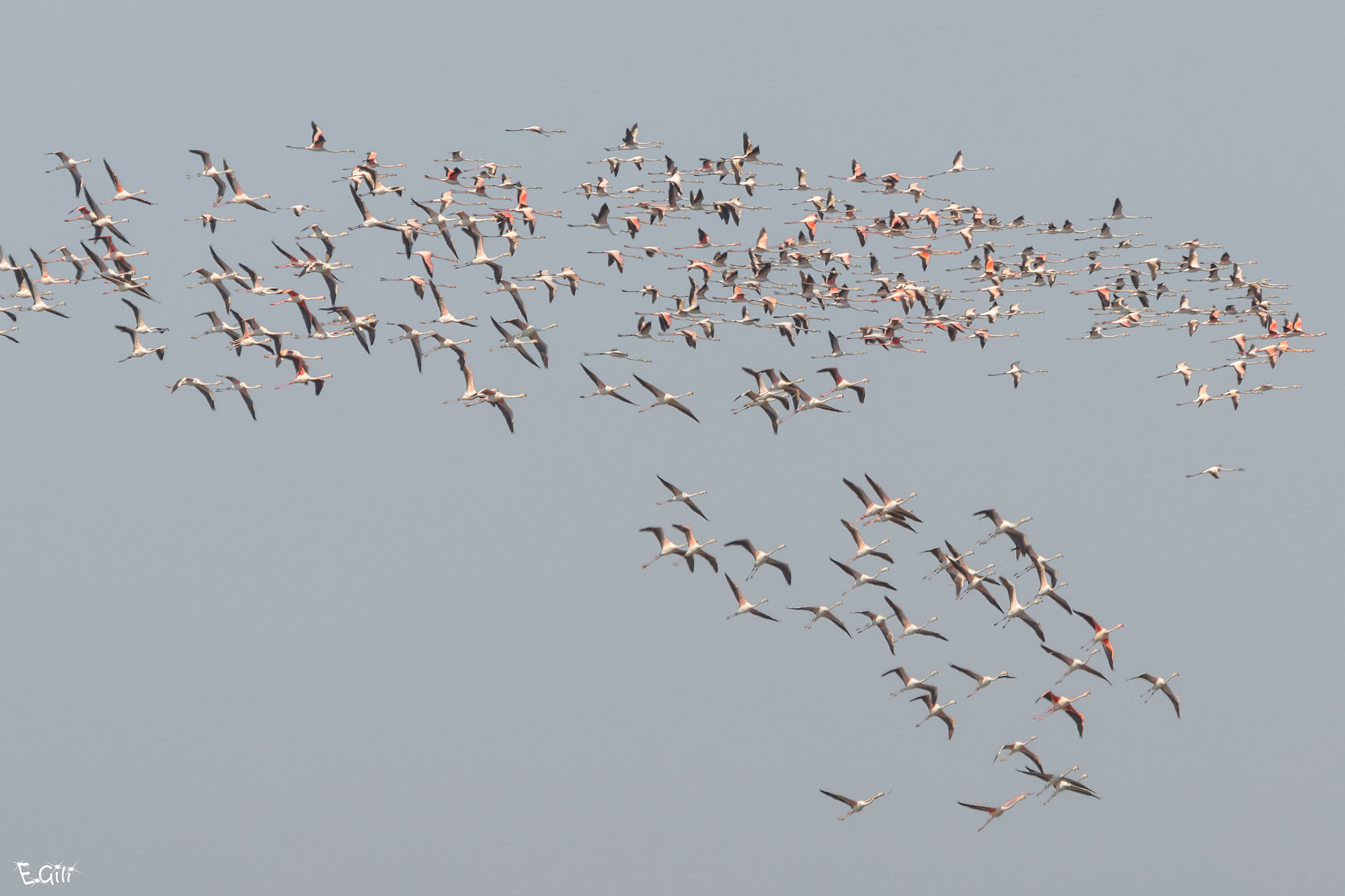Fenicotteri Rosa in volo