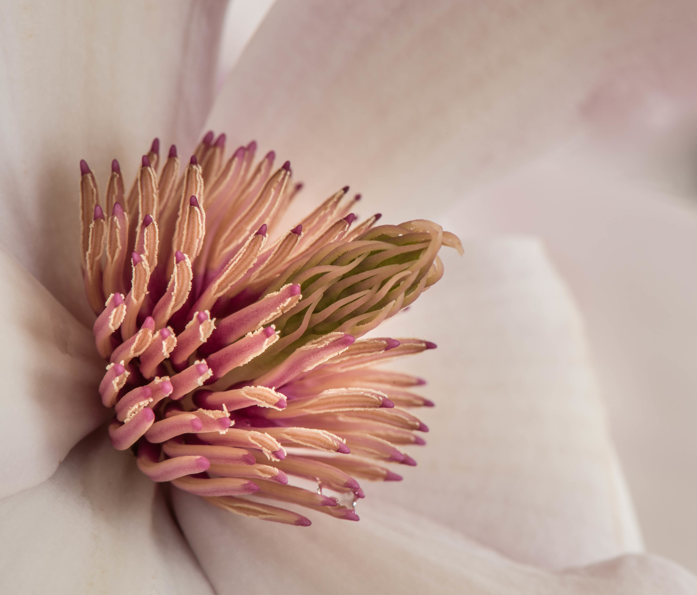 Fiore della magnolia, particolare dei pistilli.