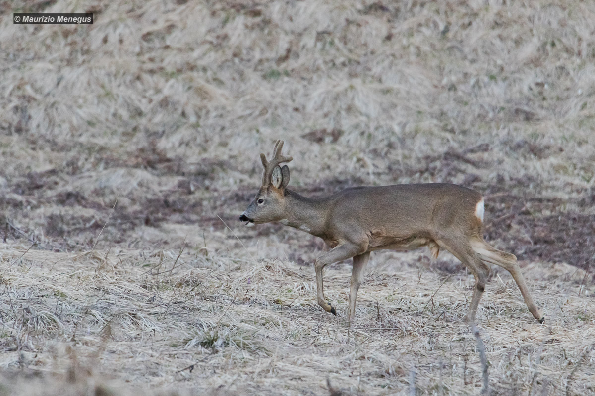Roe deer in motion