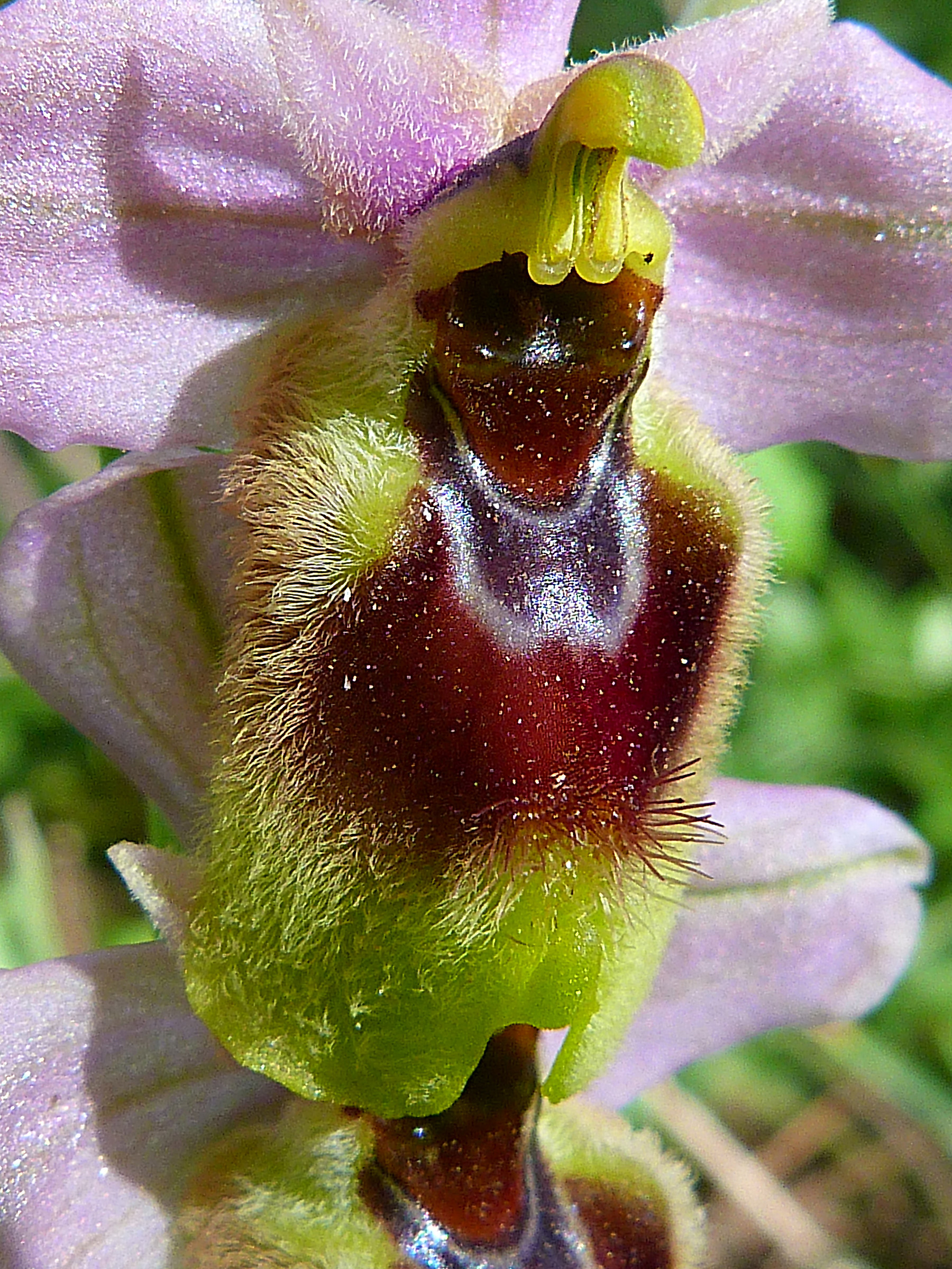 Ophrjs Tentrhedinifera