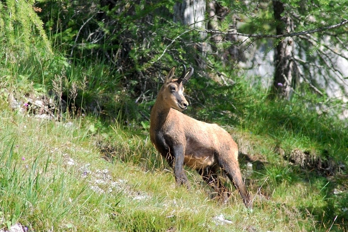 Chamois