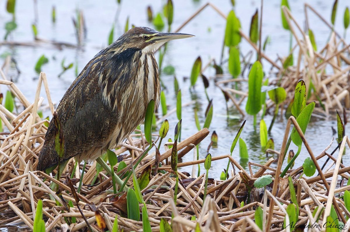 American Bittern