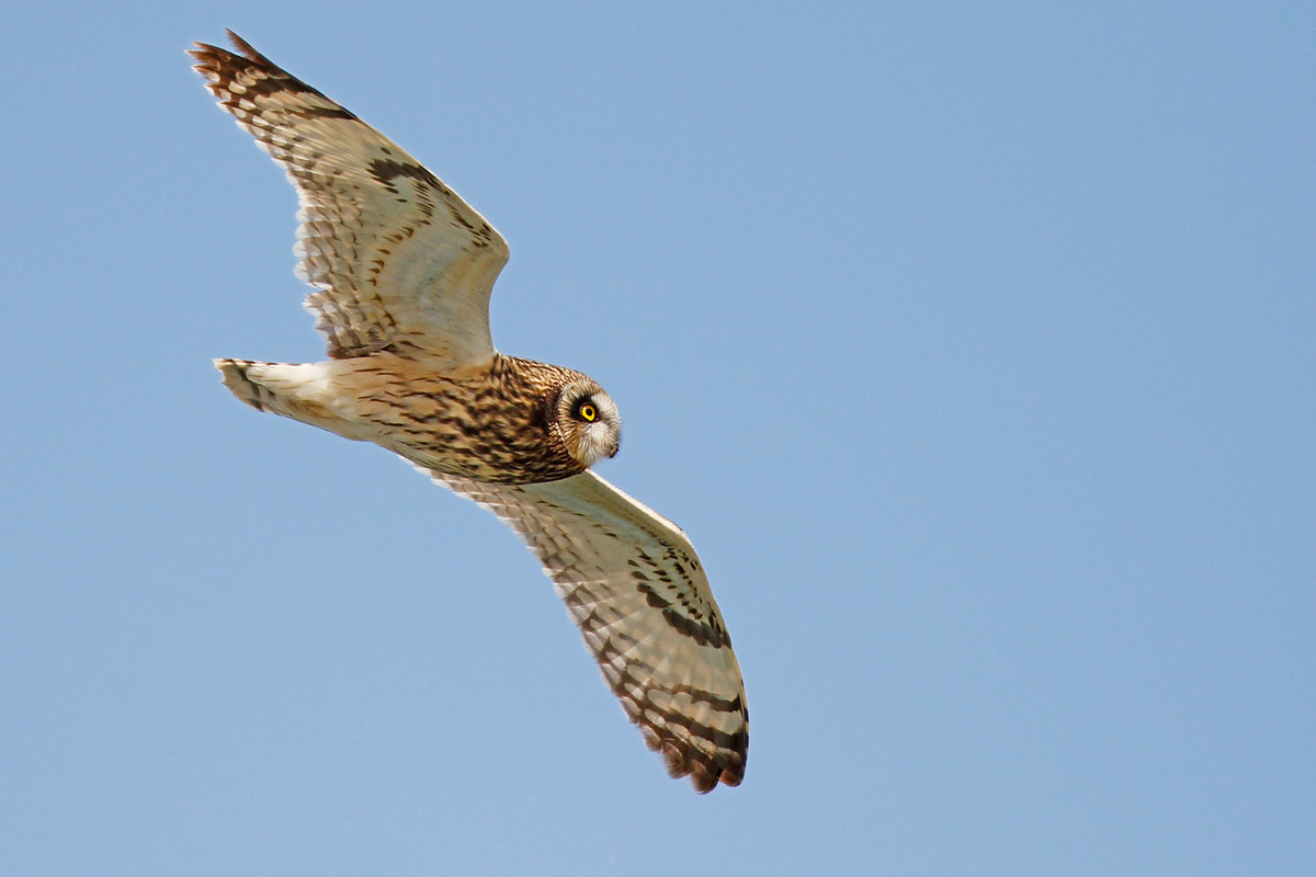Short-eared OWL
