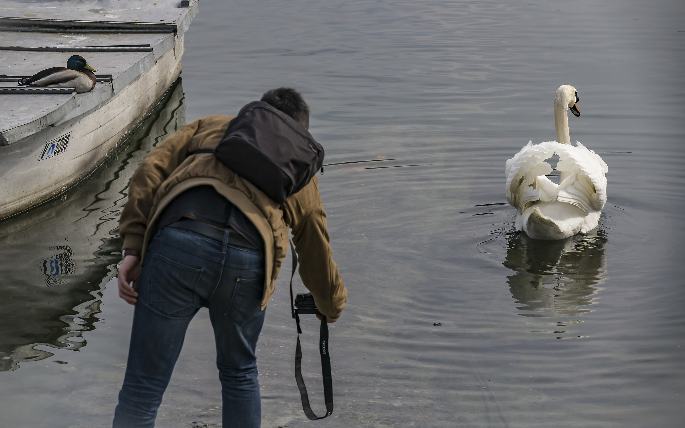 Fotografo fotografato mentre fotografa un cigno