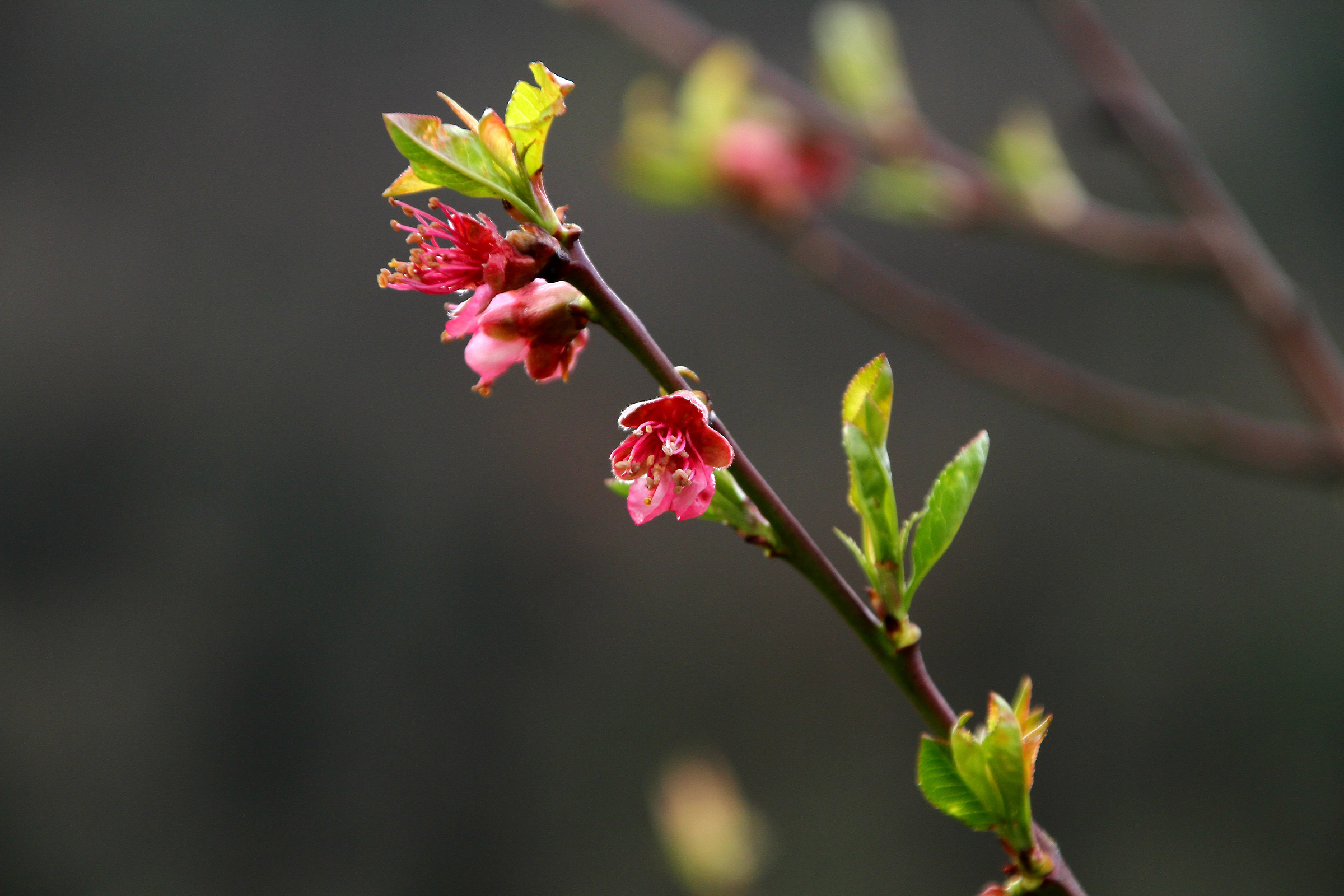 ... arrival of spring