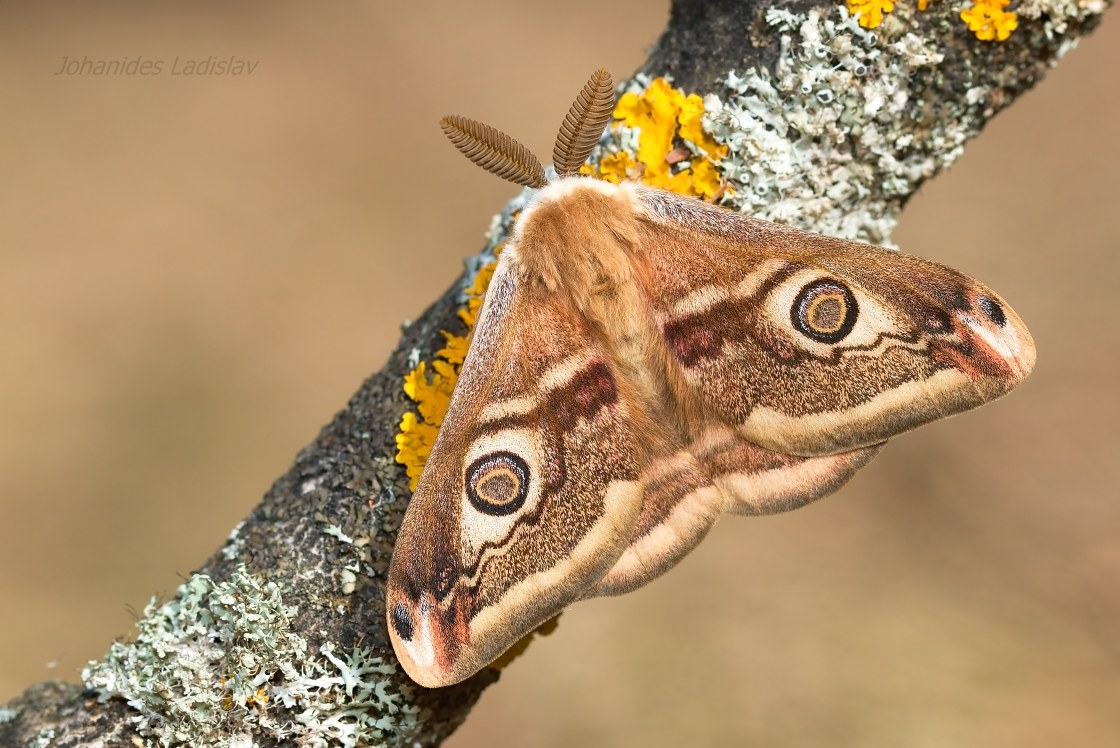 Saturnia pavoniella (male)