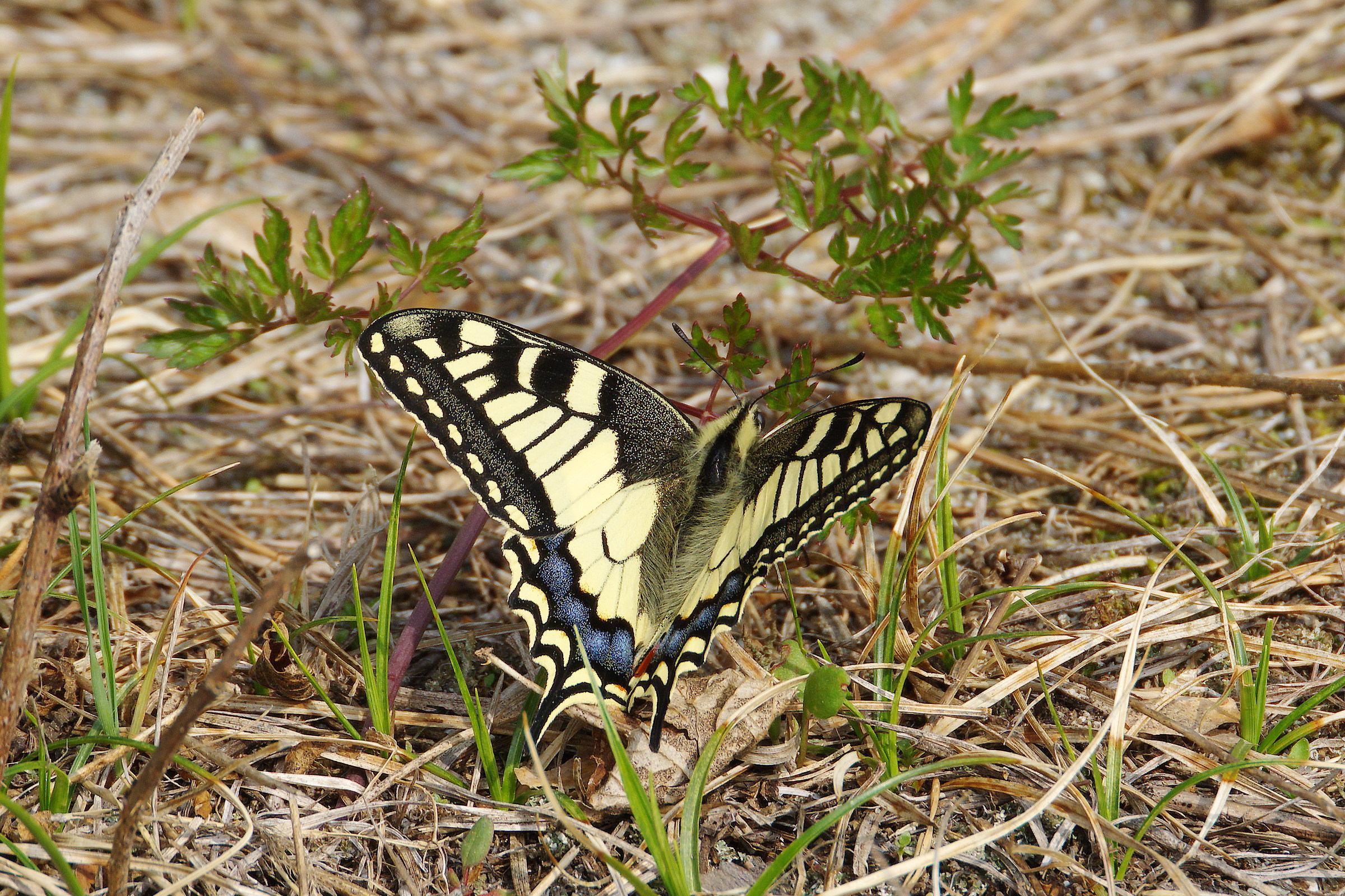 Swallowtail