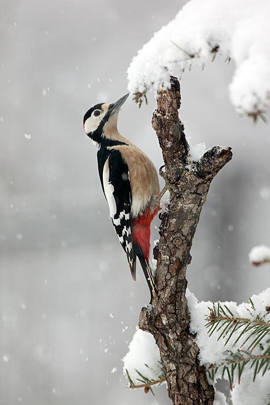 Picchio Rosso Maggiore