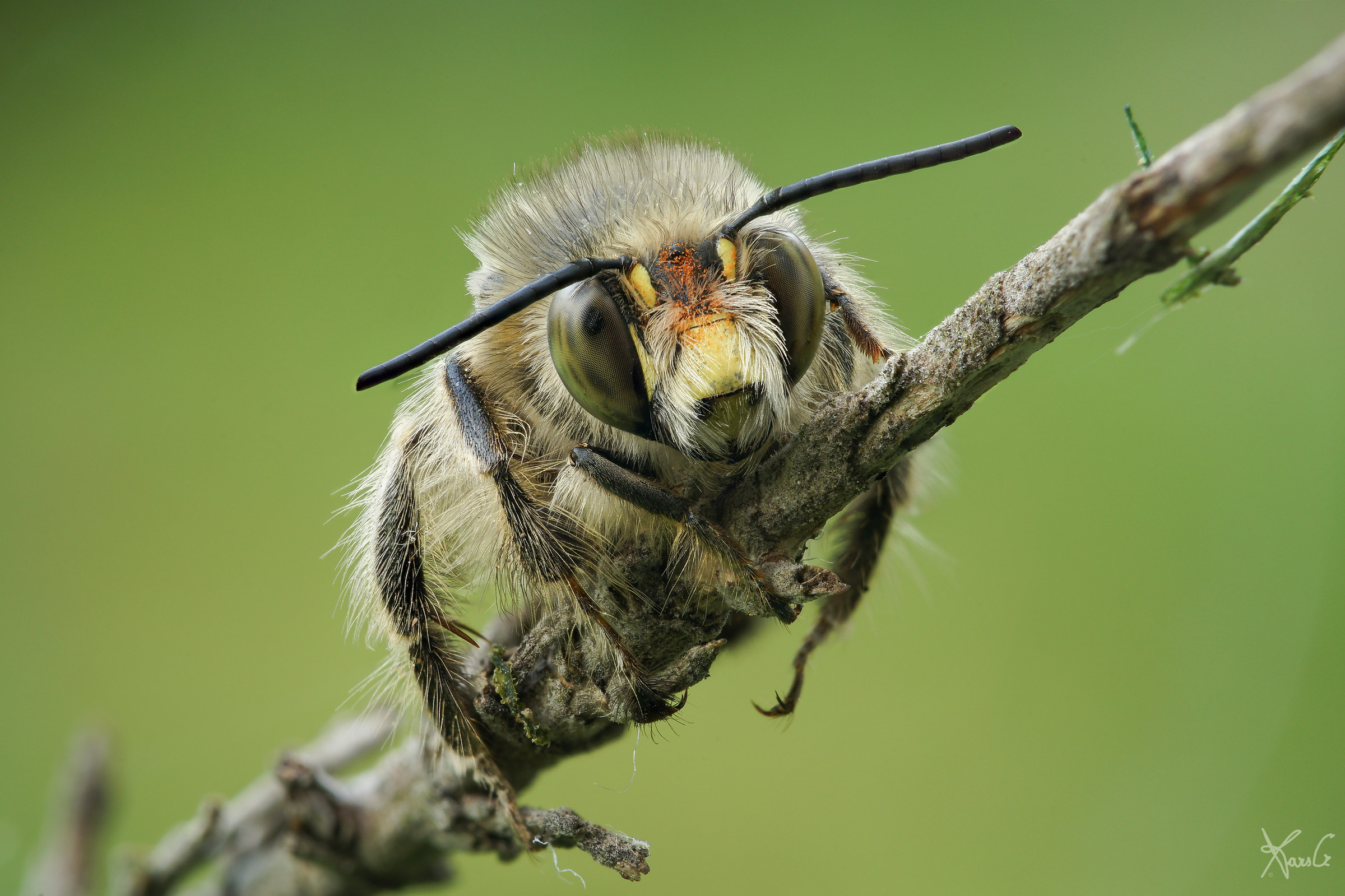 With the snout in the cookie jar!