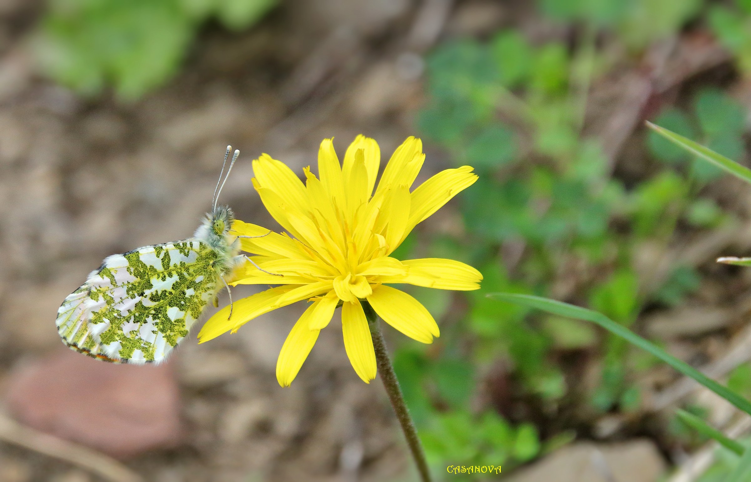 Anthocaris cardamines, male