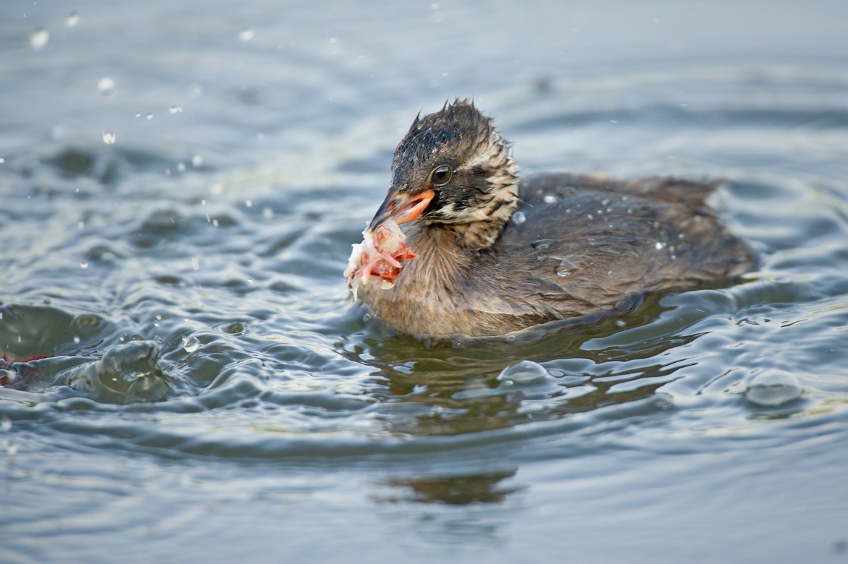 Little Grebe