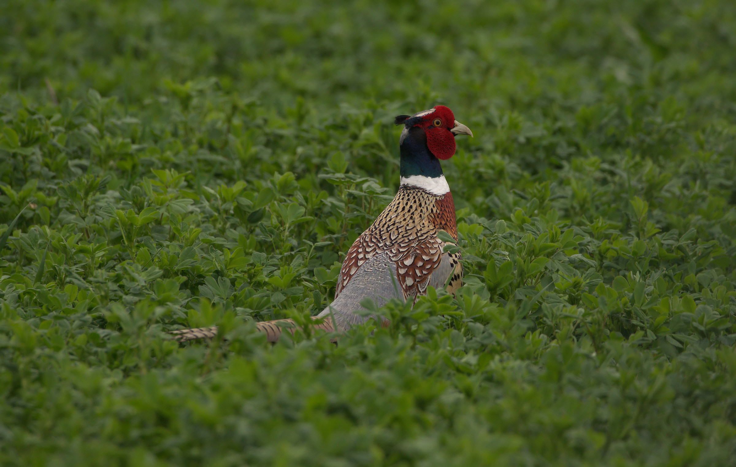 Pheasant