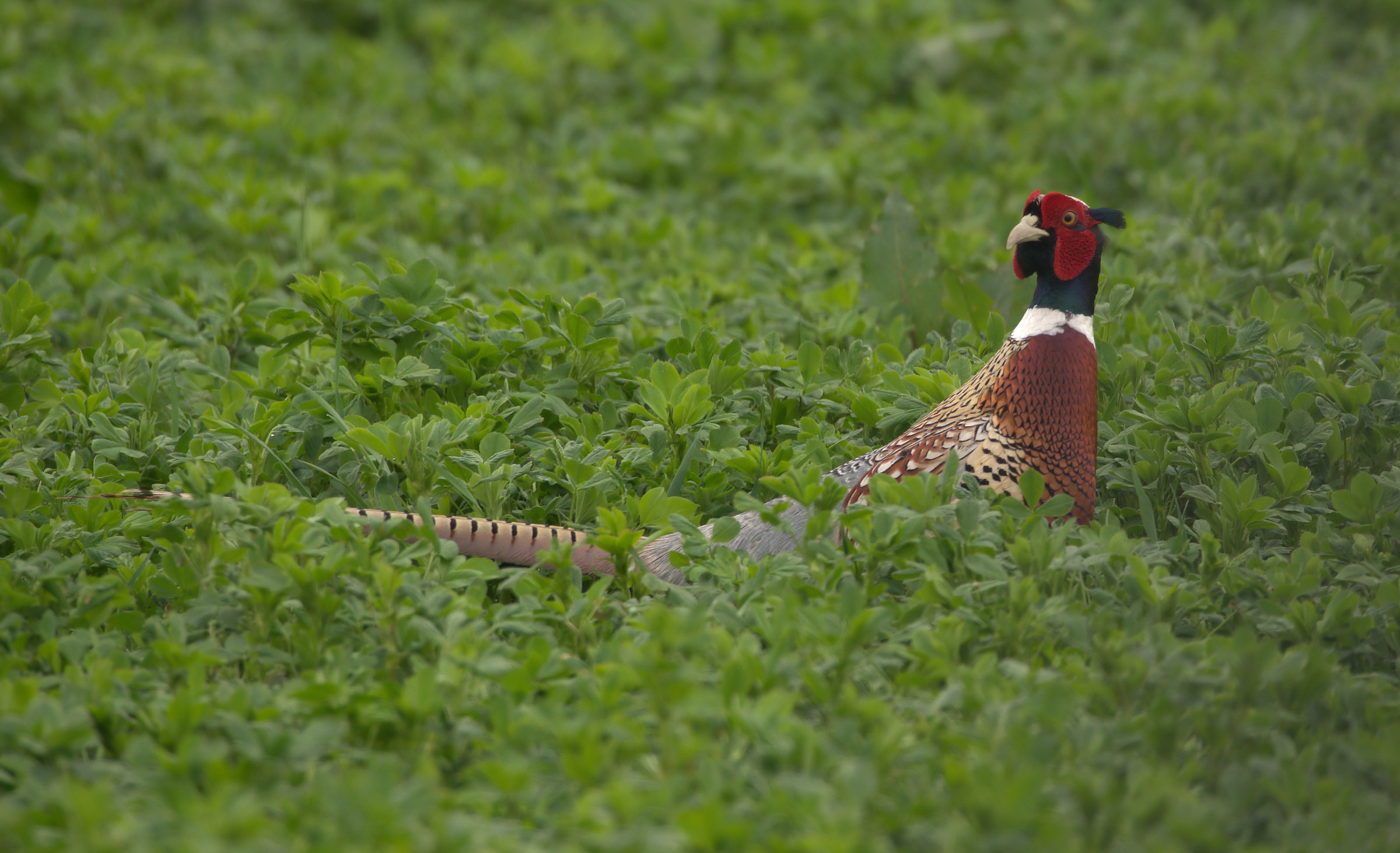 Pheasant