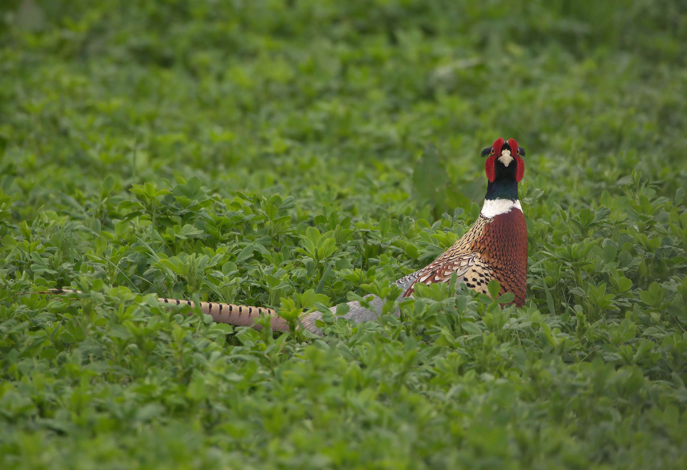 Pheasant
