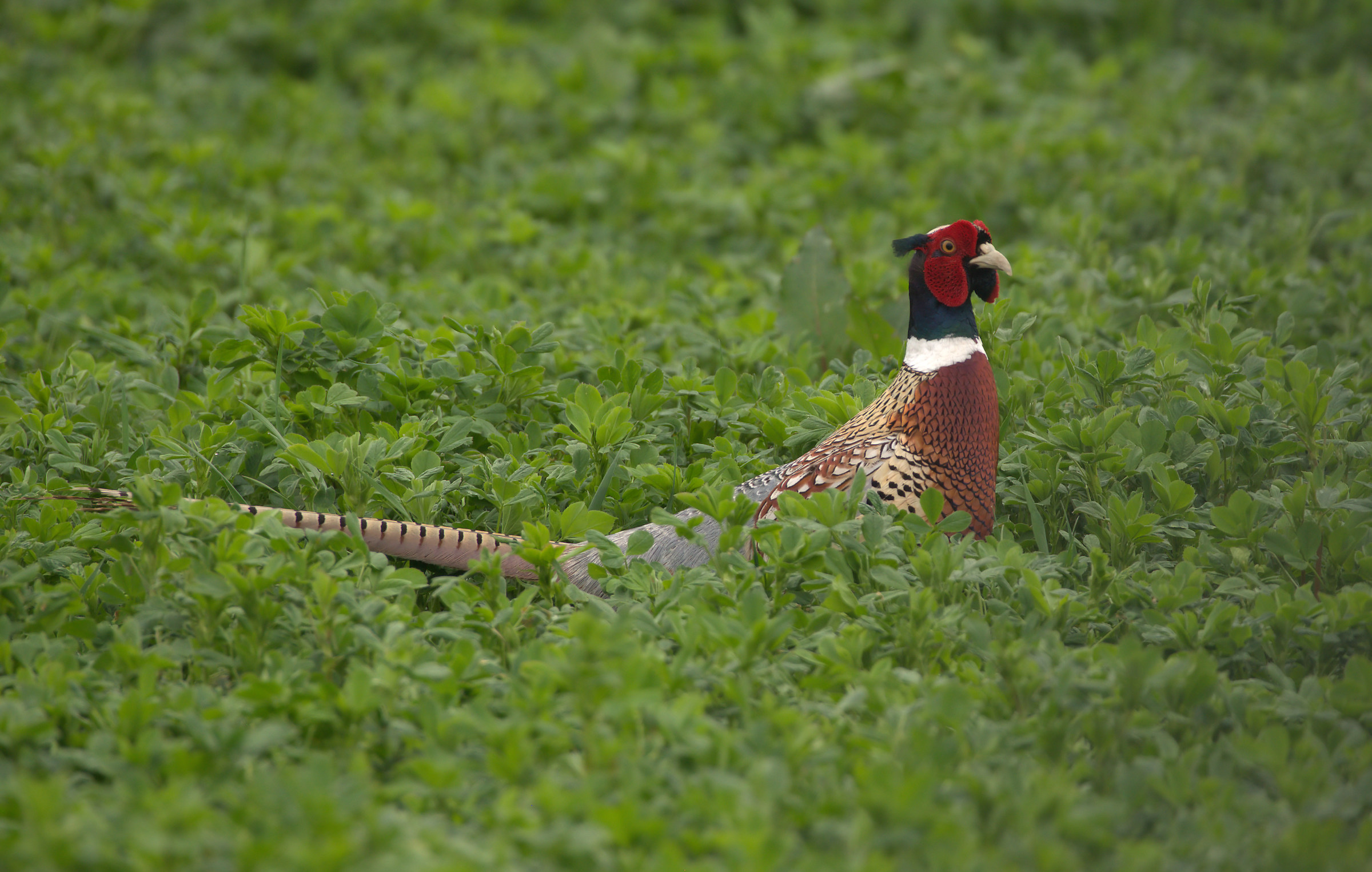 Pheasant