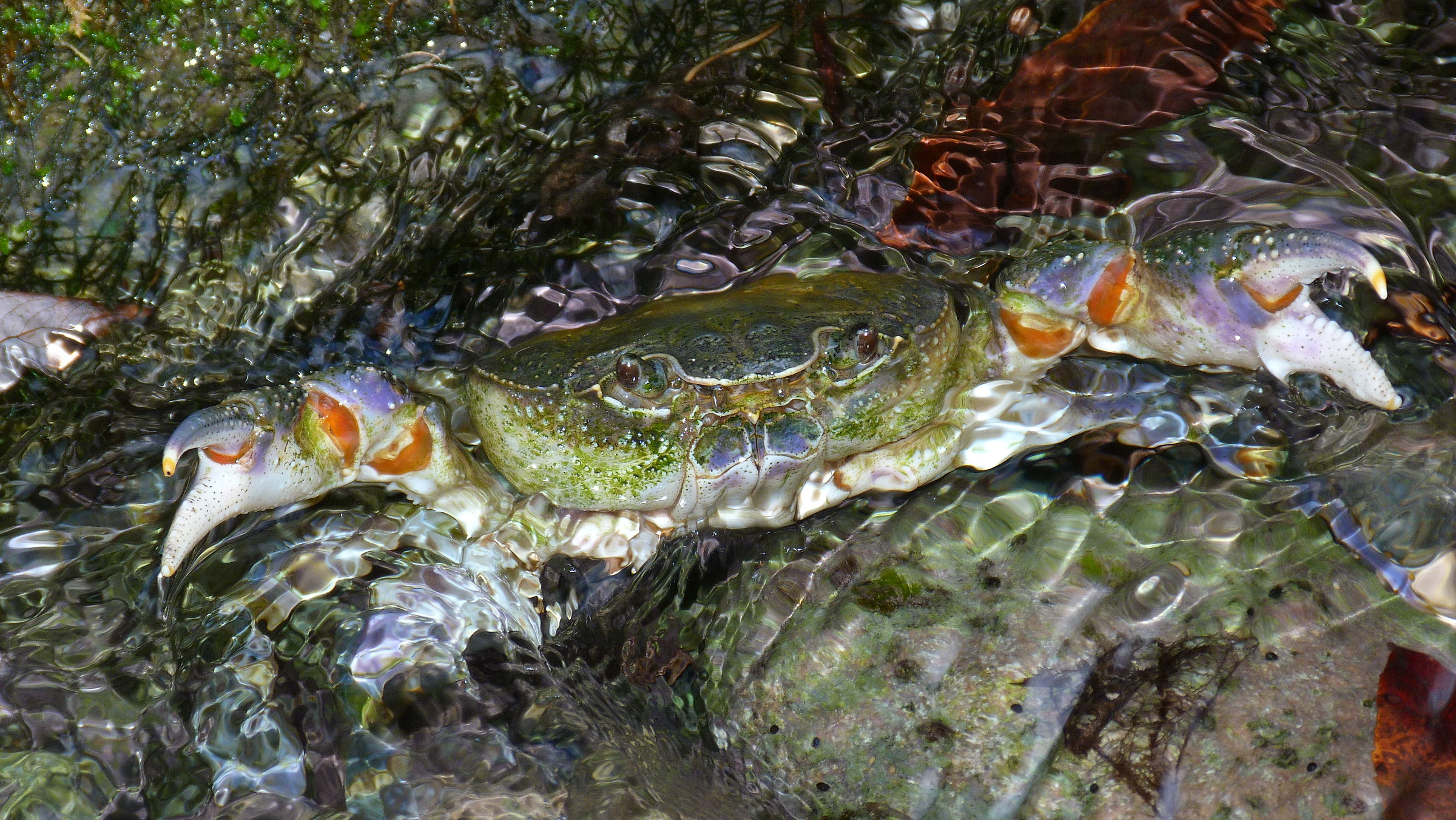 River crab