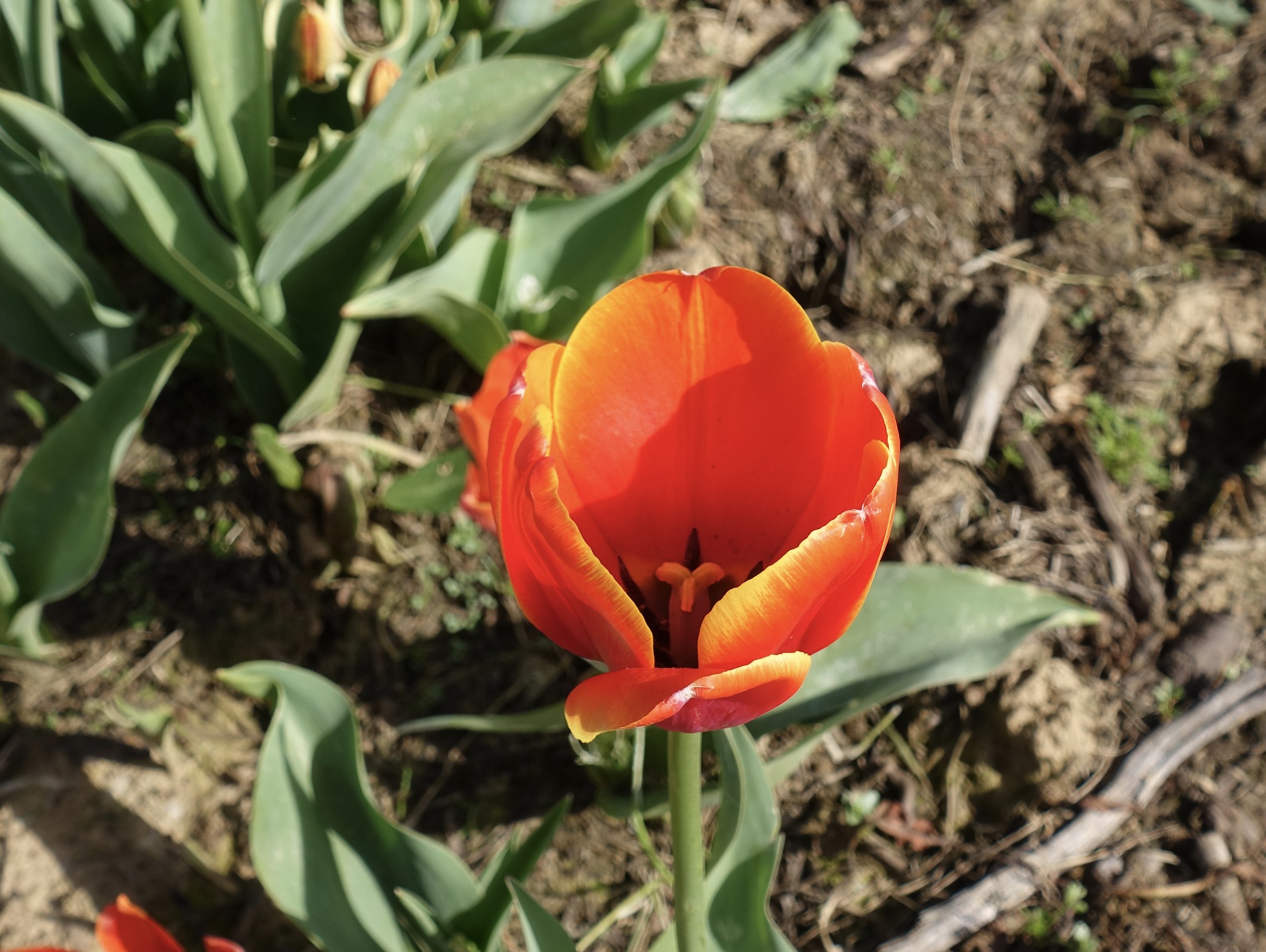 Tulip