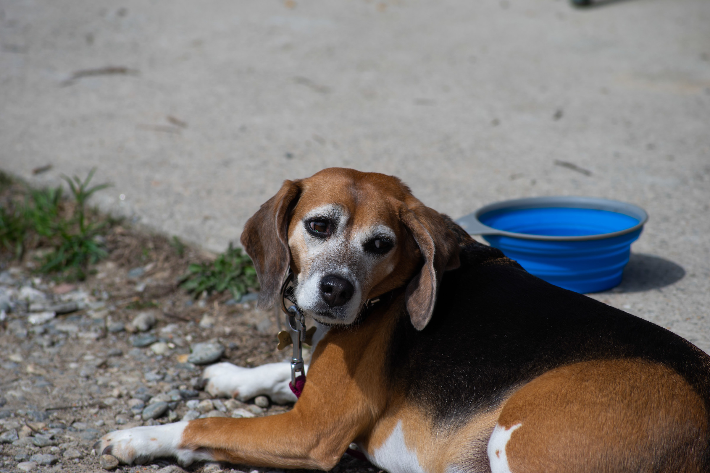 The rock la mia Kiwi