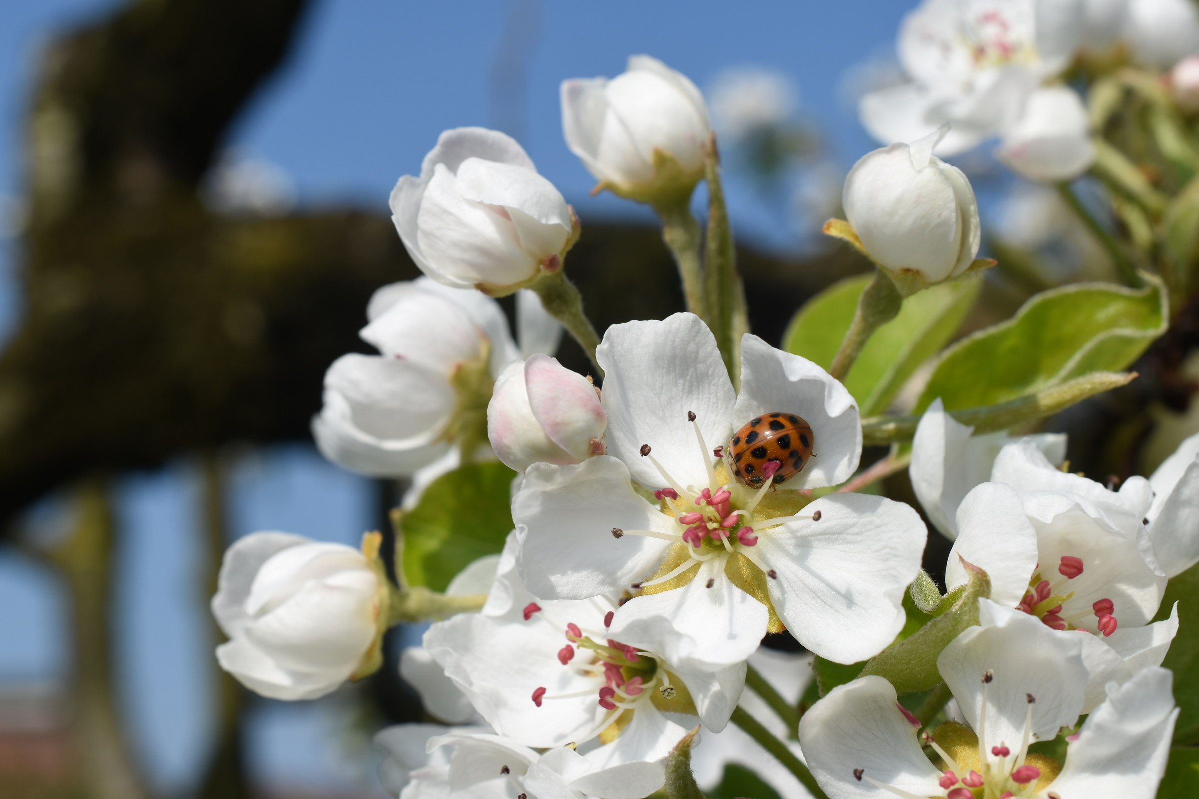 Pear blossoms