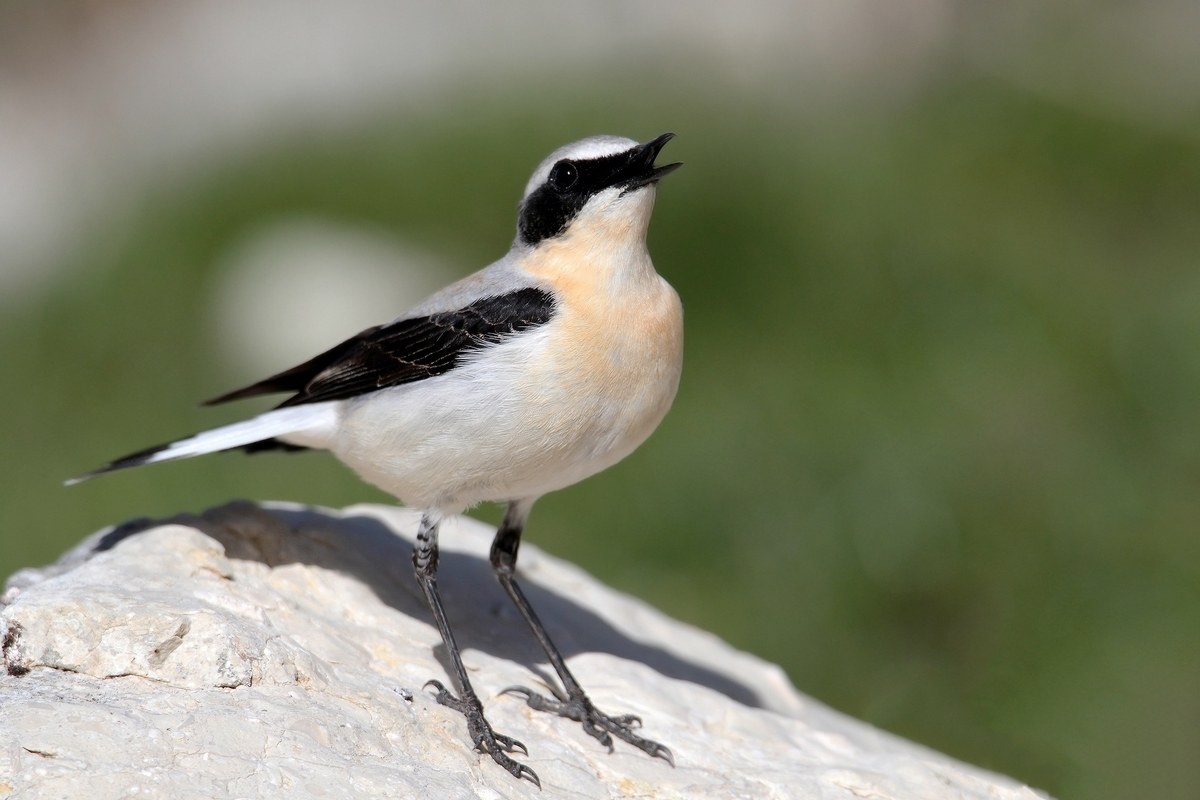 Northern Wheatear in Bridal dress