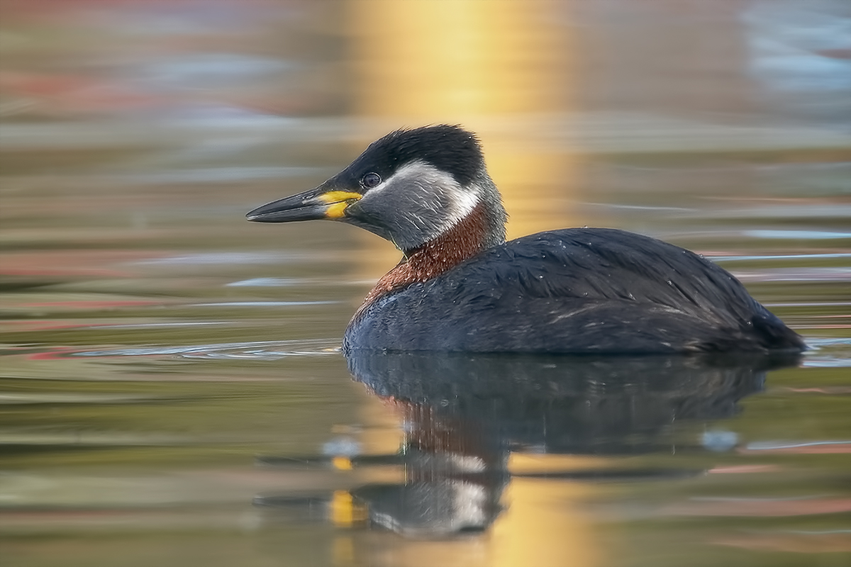 Red-necked grebe