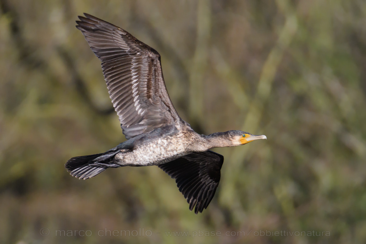 Cormorant (Phalacrocorax carbo sinensis)