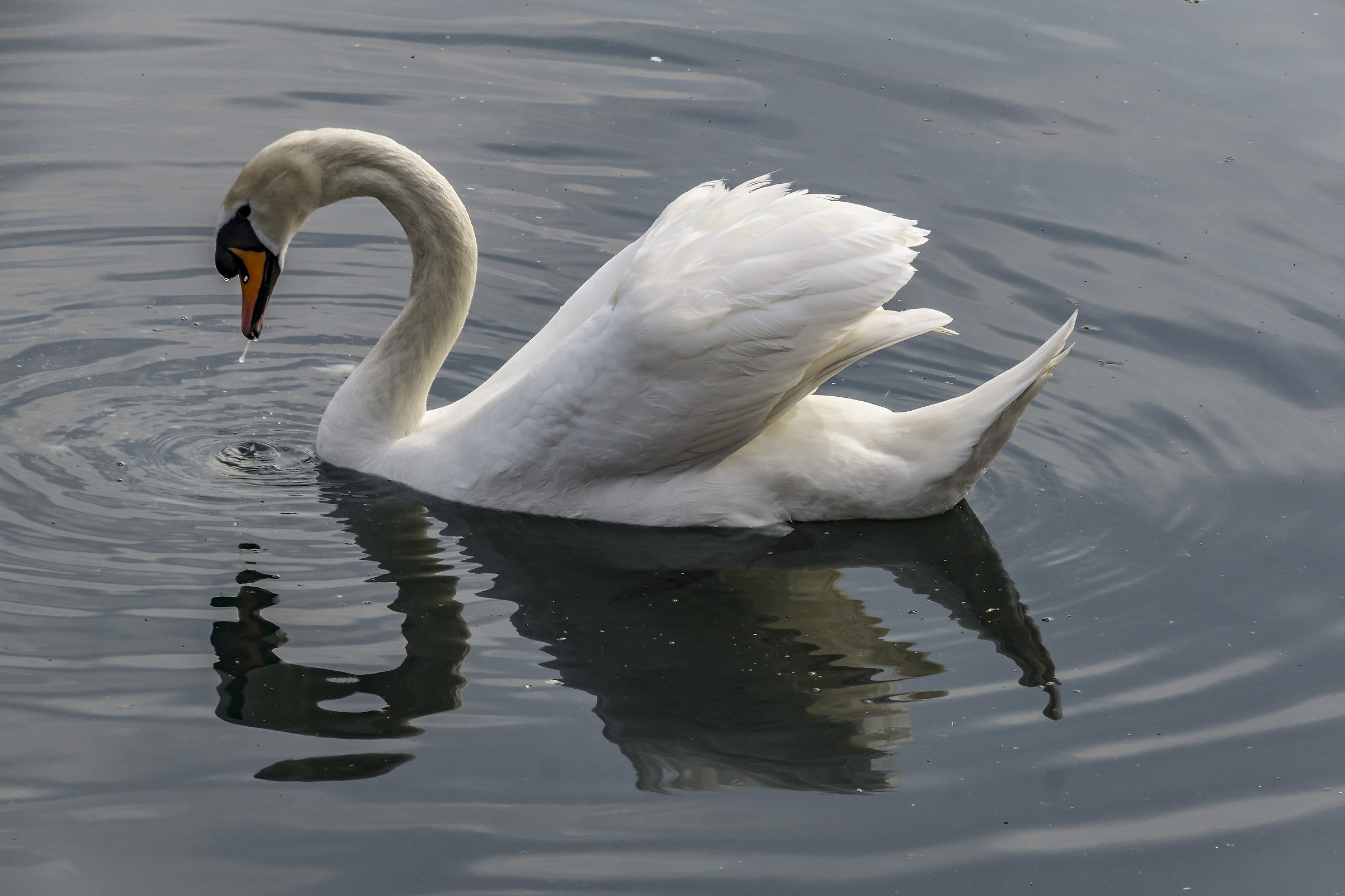 Domenica 8 aprile 2018, 16:18:34