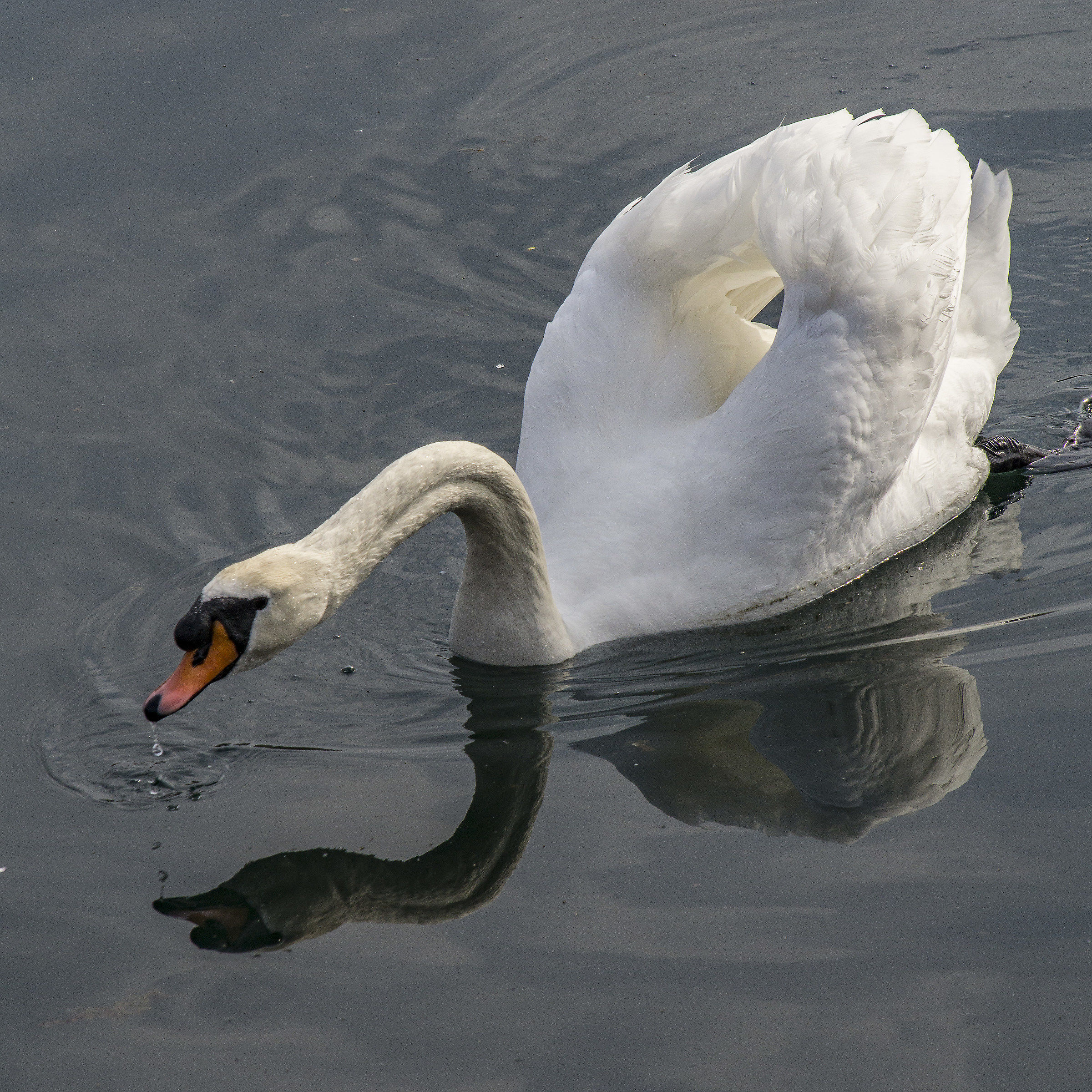 Domenica 8 aprile 2018, 16:18:52