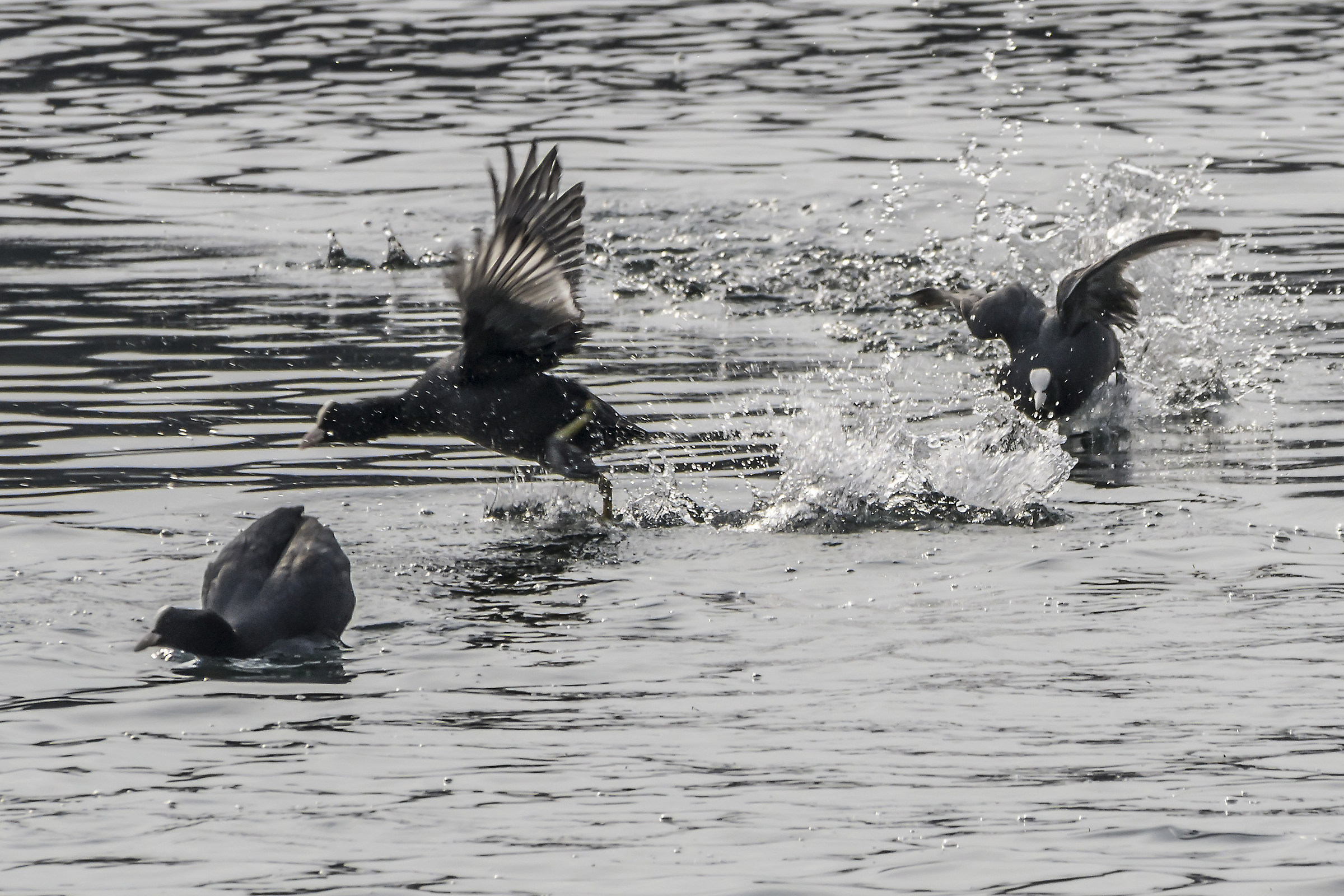Coots fly from the surface of the water