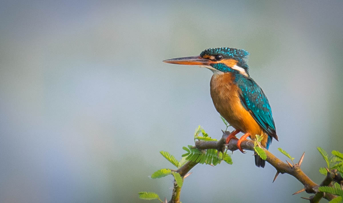 Common Kingfisher