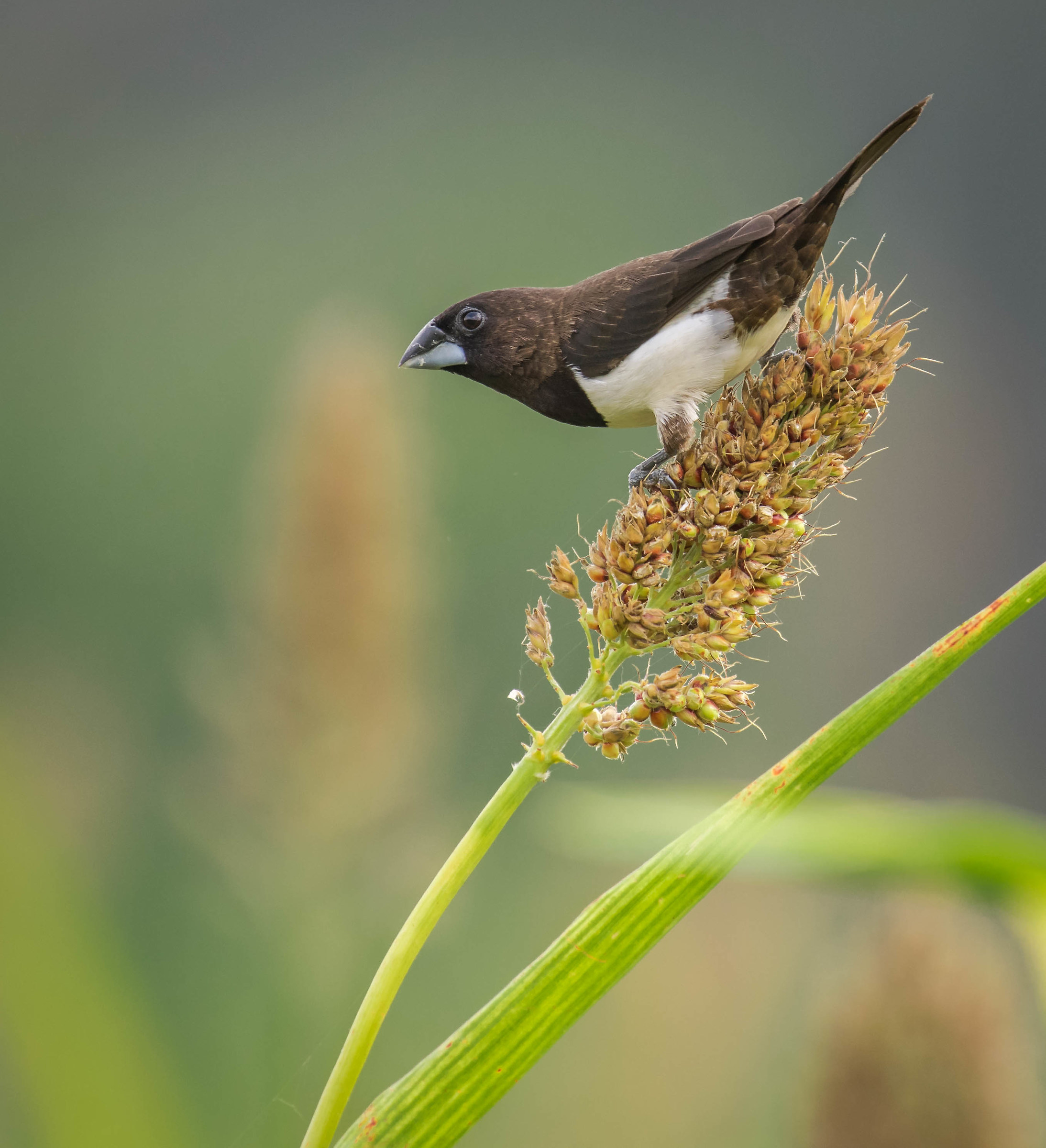 Munia