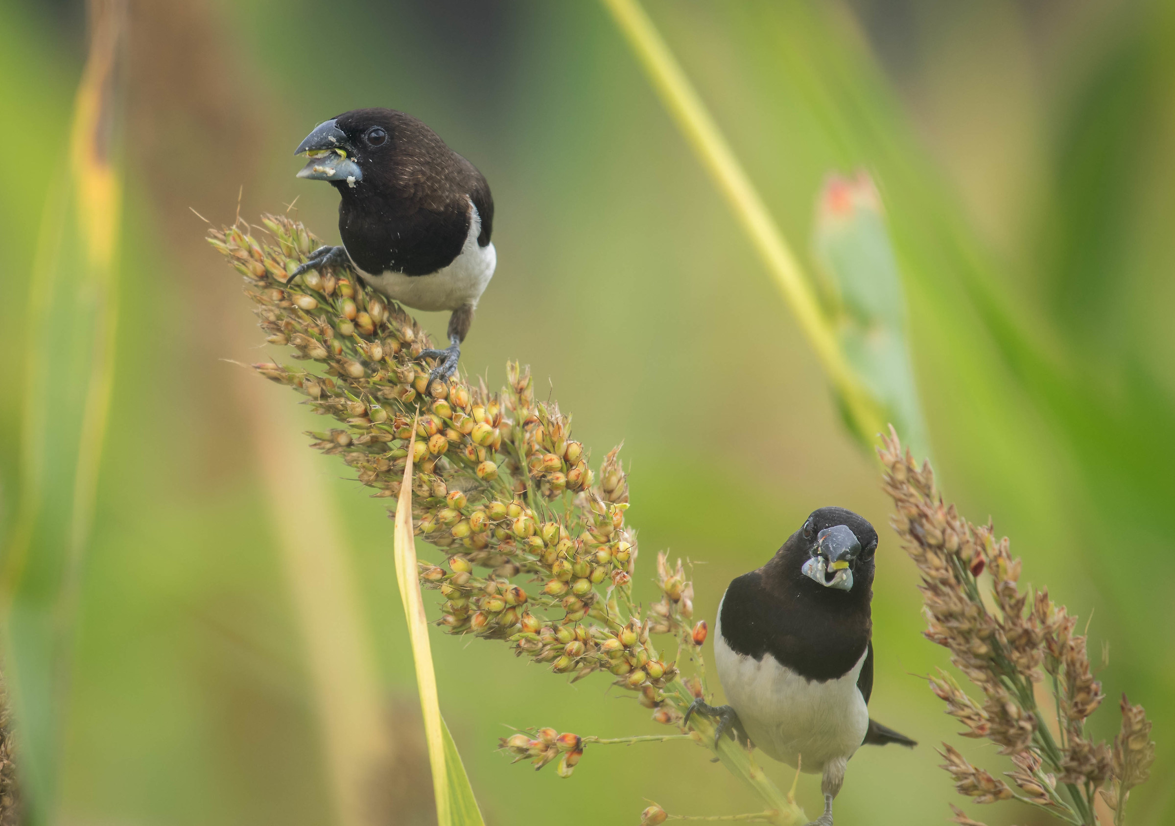 Munia Pair