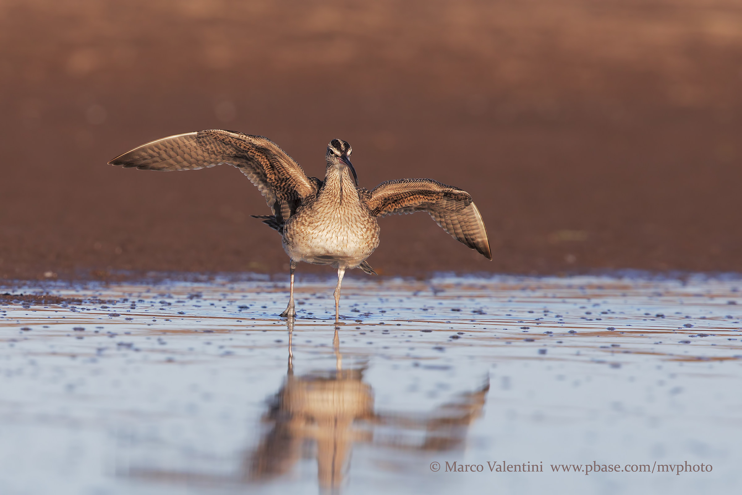Whimbrel