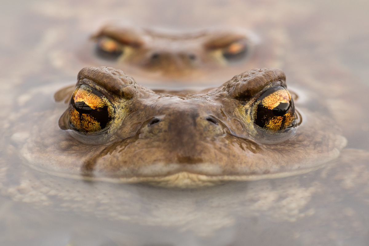 Ritratto di Rospo comune (Bufo bufo) in acqua...