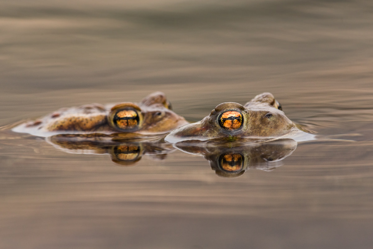 The coupling of the common toad (Bufo Bufo).