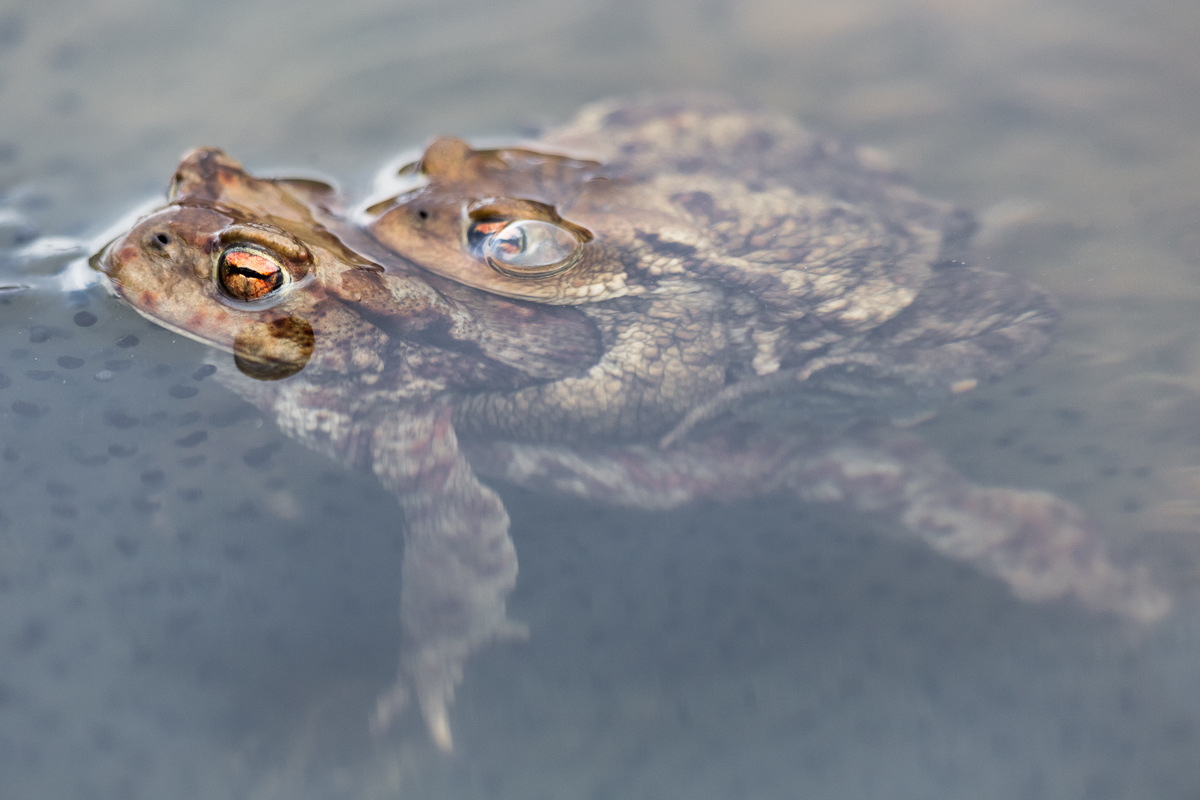 L'accoppiamento del Rospo comune (Bufo bufo)....