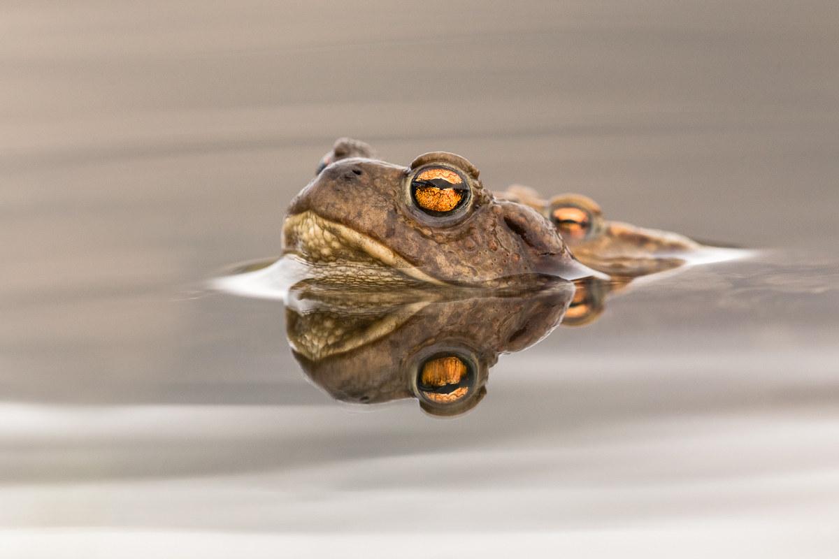 The coupling of the common toad (Bufo Bufo).