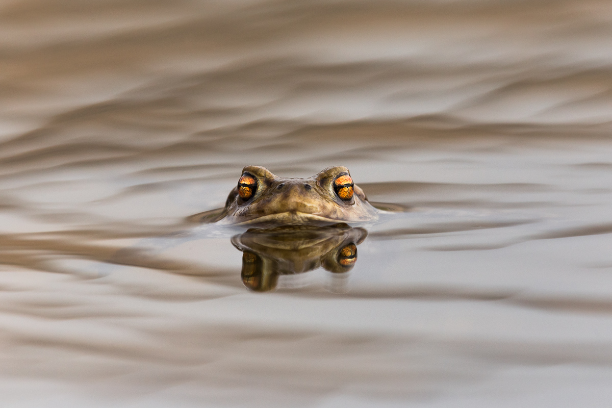 Portrait of common toad above the water ...