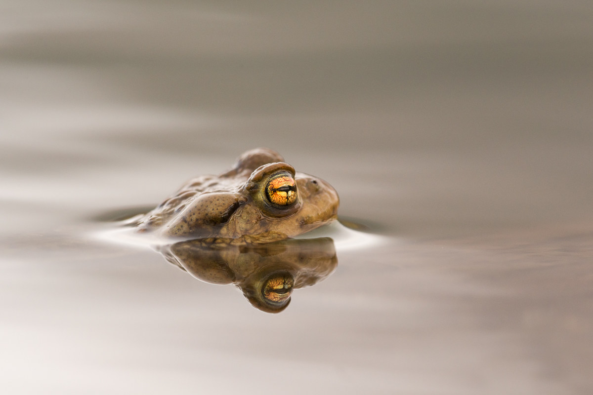 Portrait of common toad above the water ...